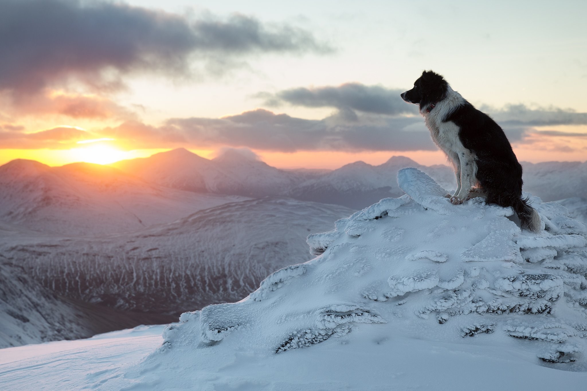 2048x1365 border, doggy free, mood,lovely, mountains, winter, cute, collie, background  images, apple, snow, dog,_ Wallpaper HD