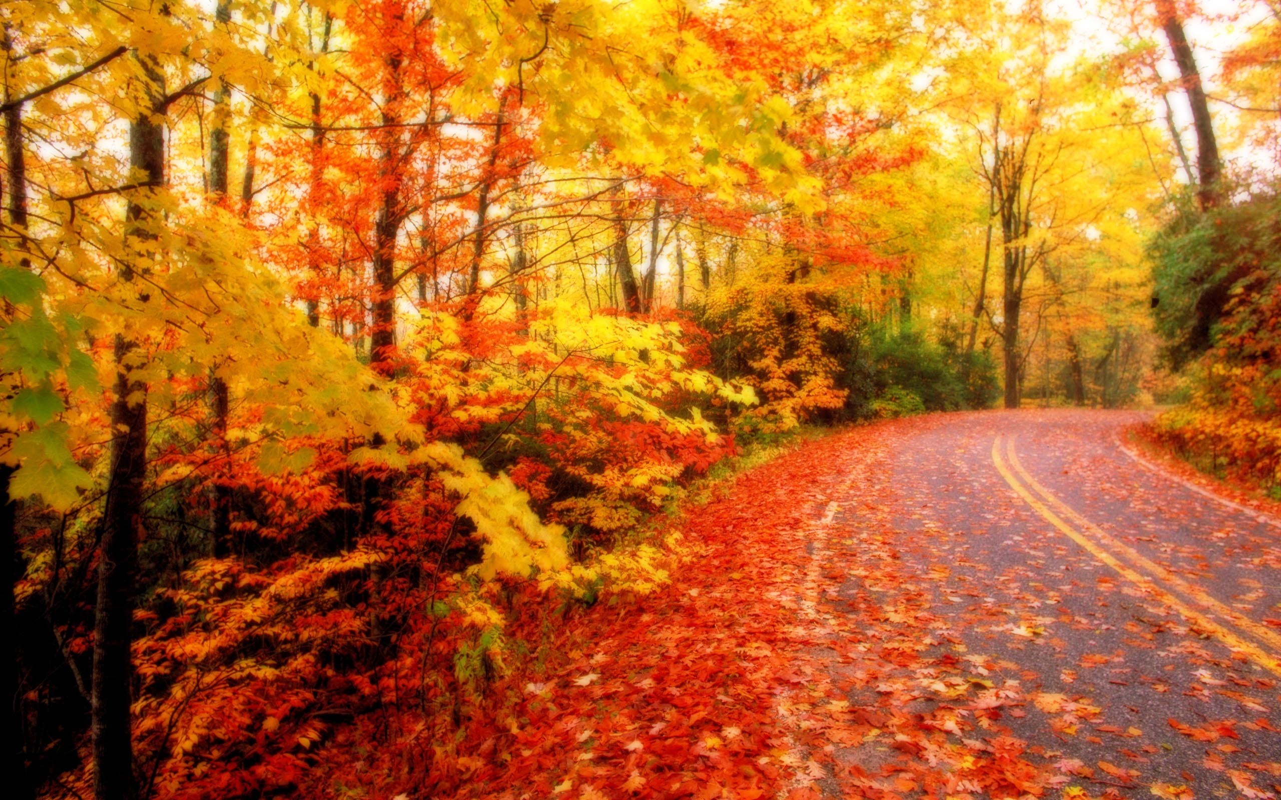2560x1600 Fall Leaves Background