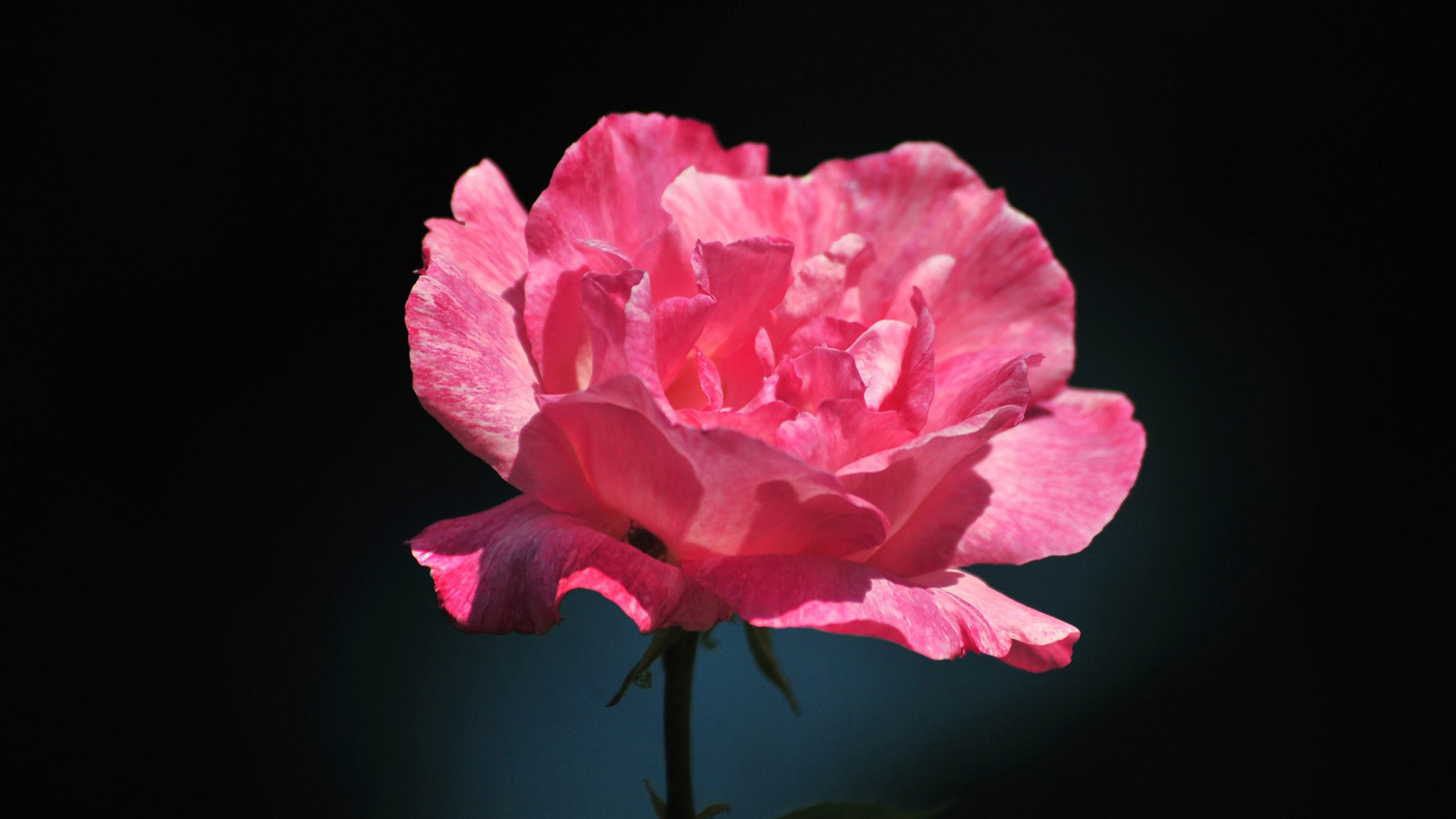 1920x1080 ... Wallpapers Browse A gorgeous pink rose on a black background. - Flowers  & Nature .