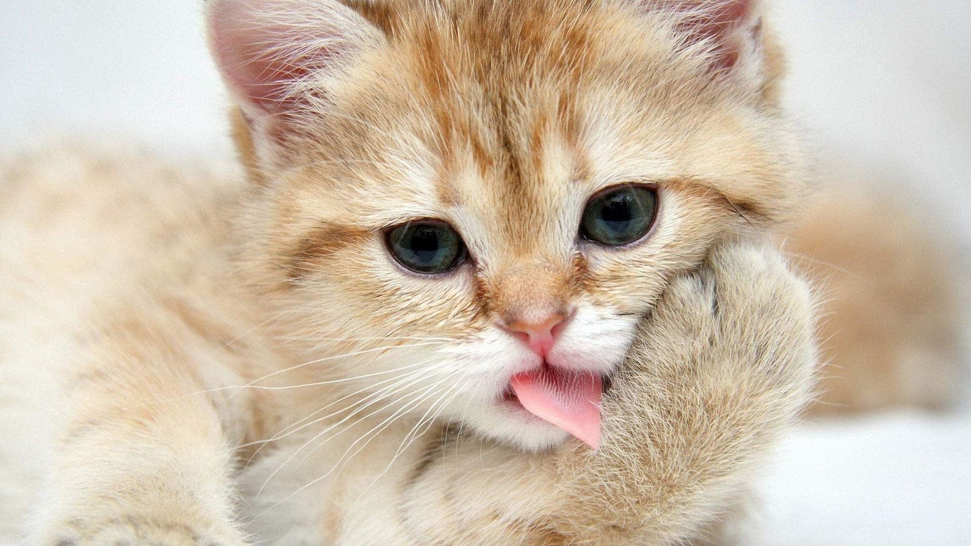 1920x1080 Wallpapers For > Funny Cat Wallpapers For Desktop