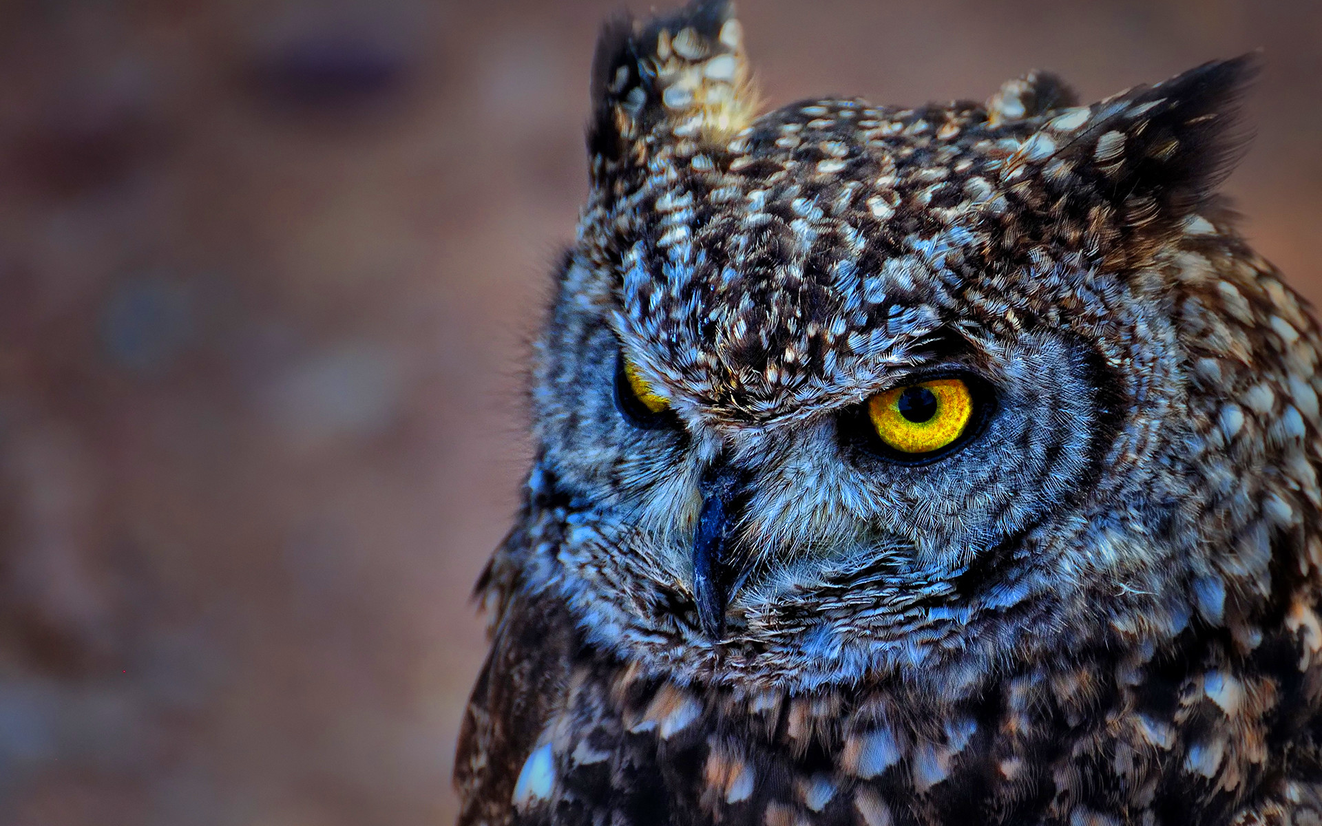 1920x1200 EAGLE OWL WALLPAPERS FREE Wallpapers & Background images .