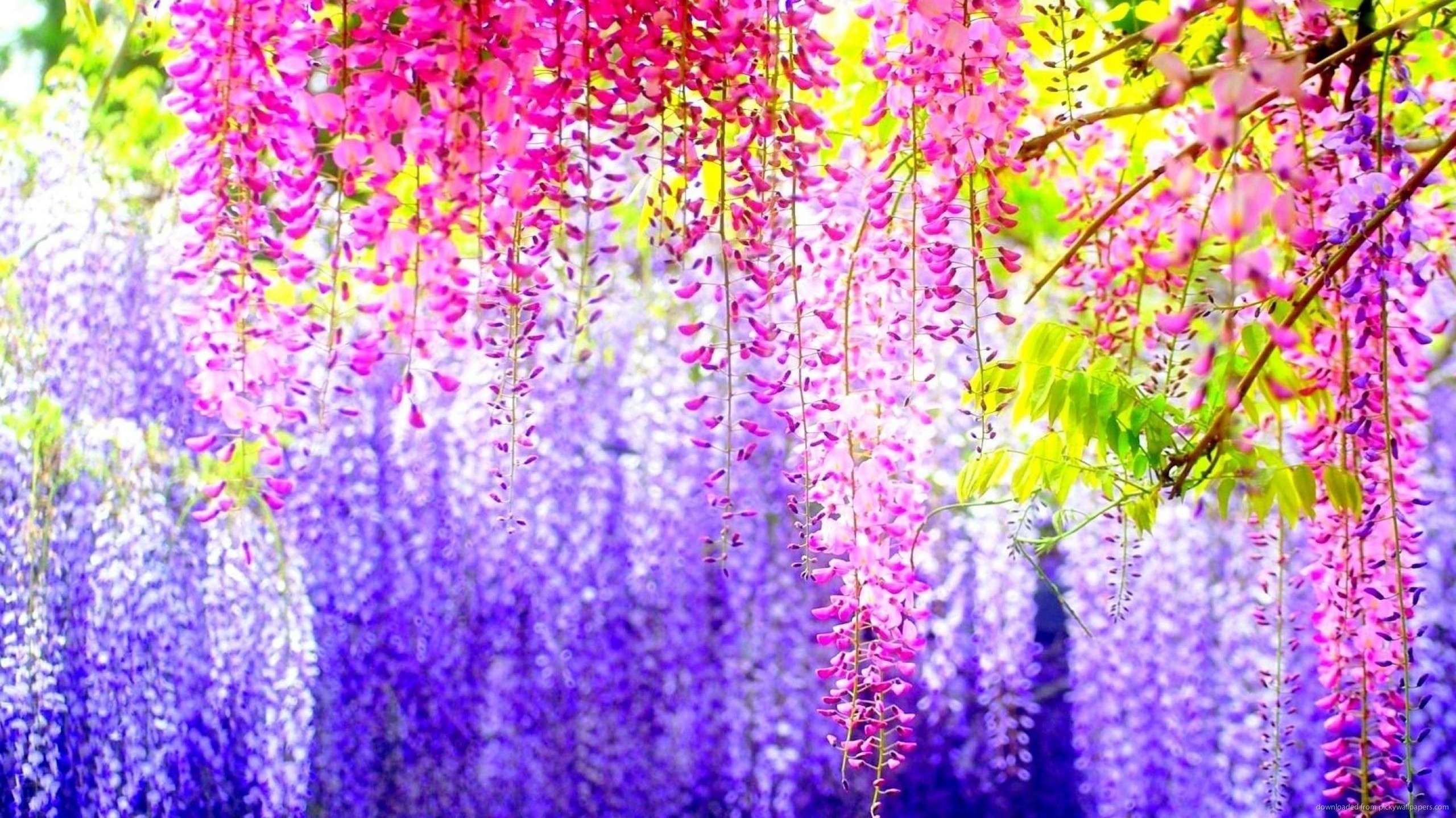 2560x1440 Wisteria Colorful Blossoms for 