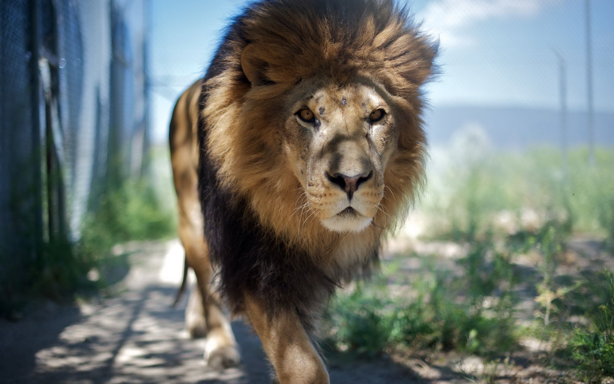 2560x1600 Cool Male Lion Wallpaper