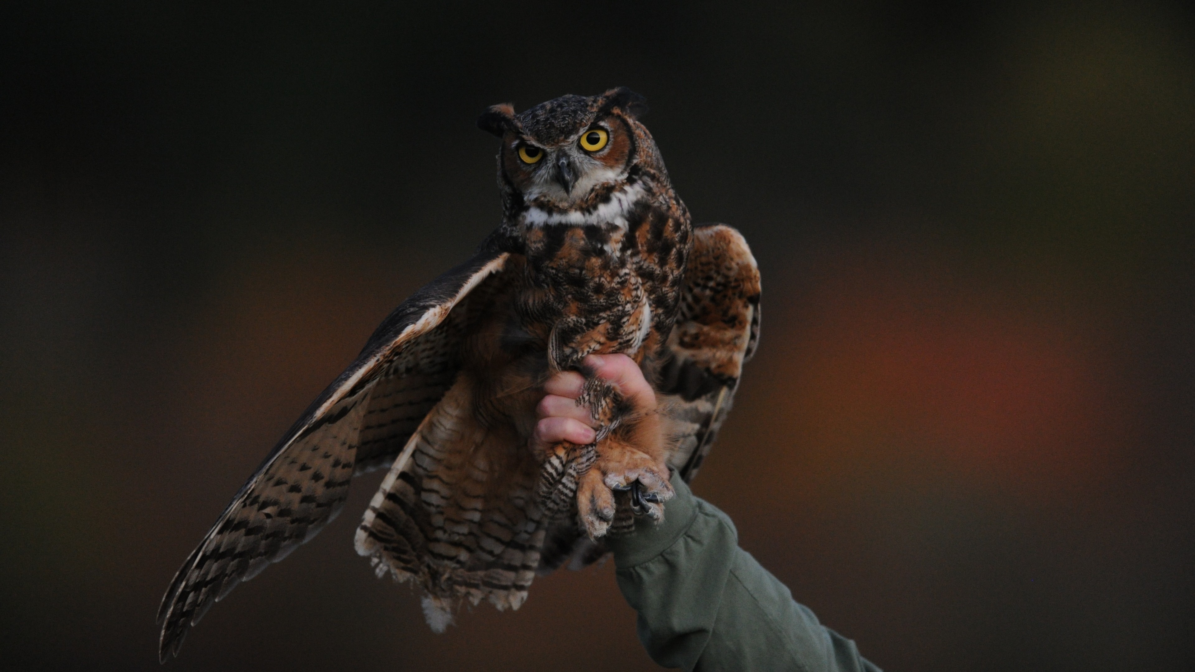 3840x2160 Preview wallpaper owl, bird, predator 