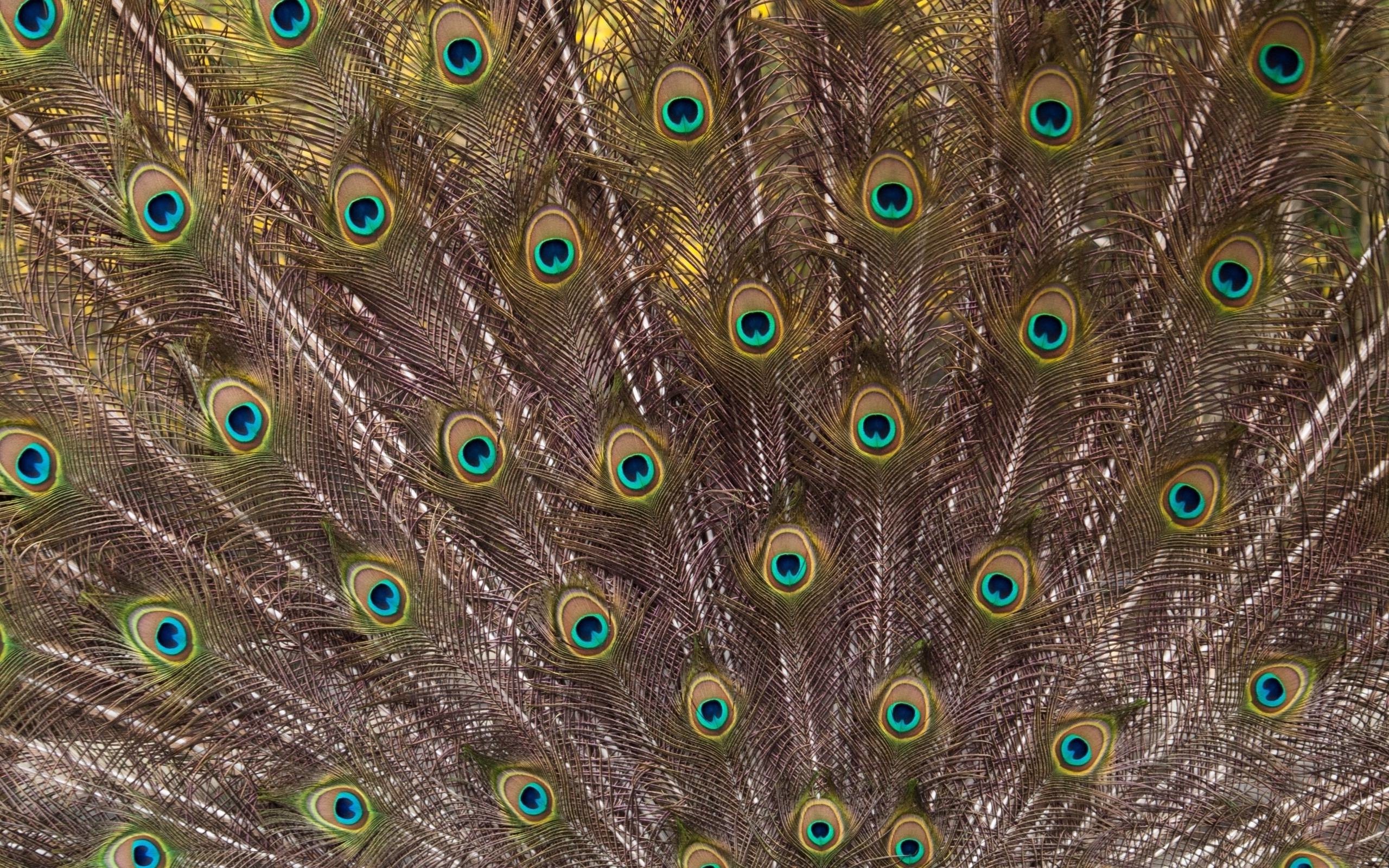 2560x1600 Peacock Feathers Image HD