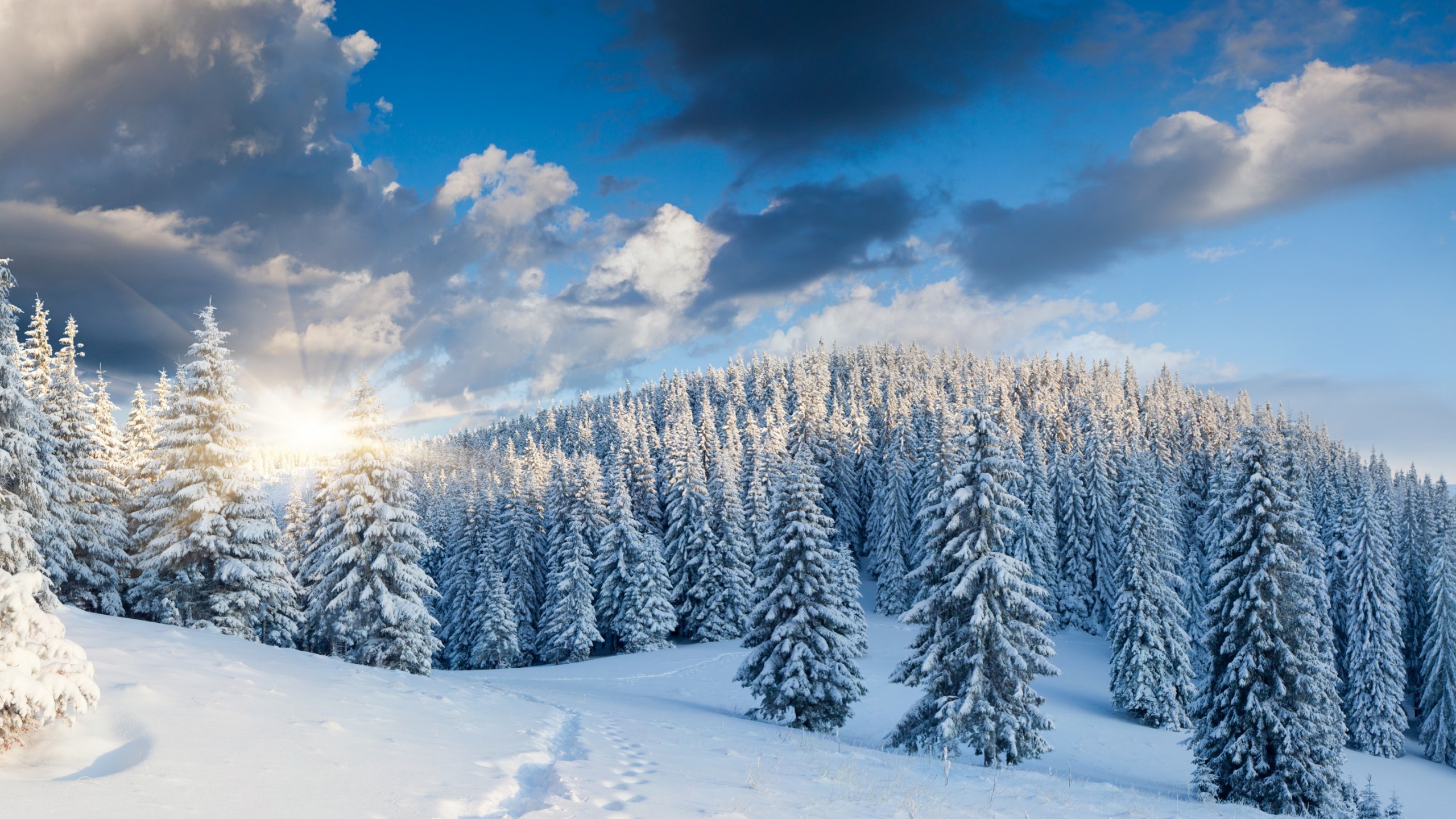 2560x1440 Snow Forest Wallpapers - Wallpaper Cave