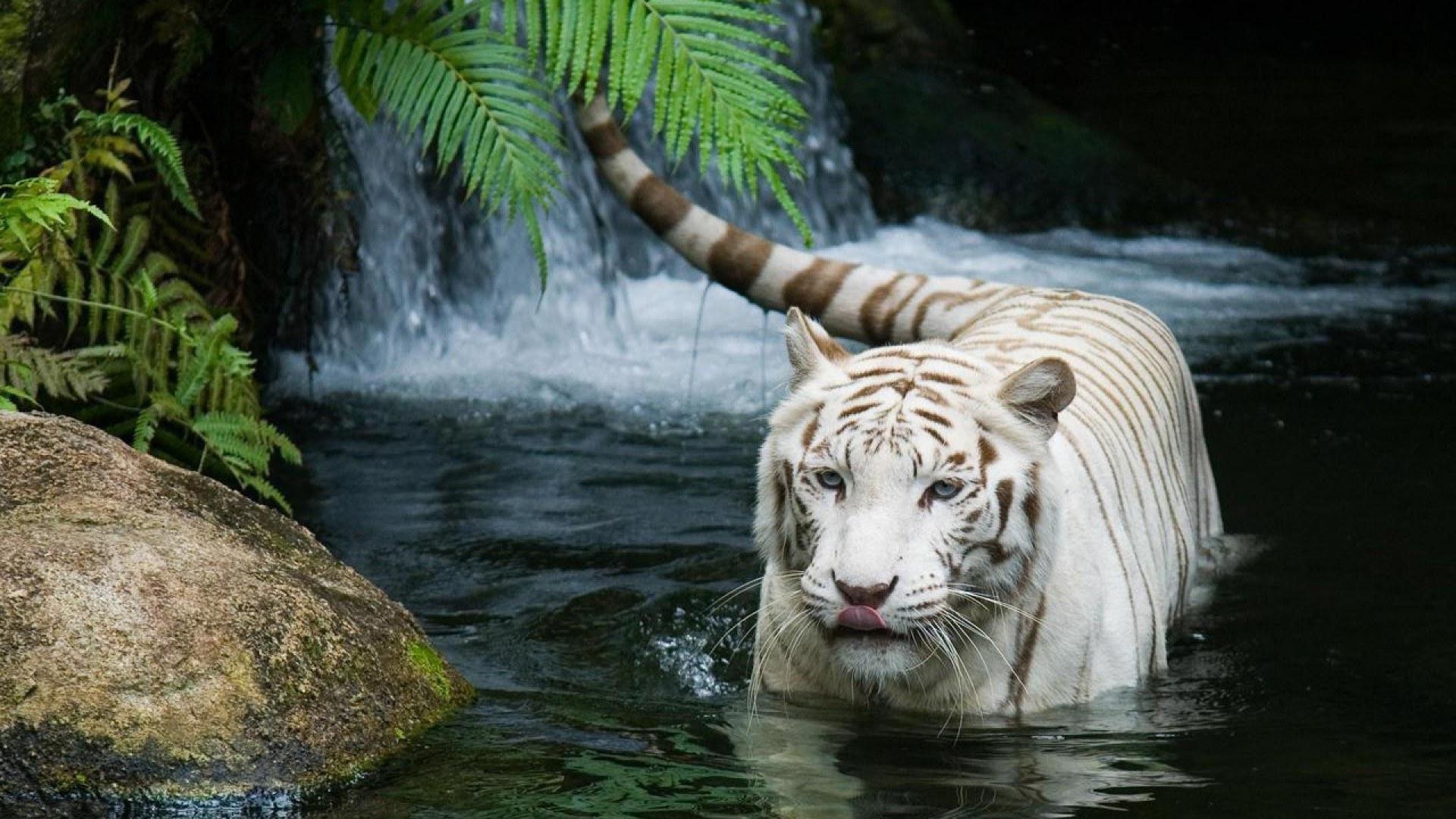 1920x1080 Desktop hd wallpapers of white tigers 3d hd pictures.