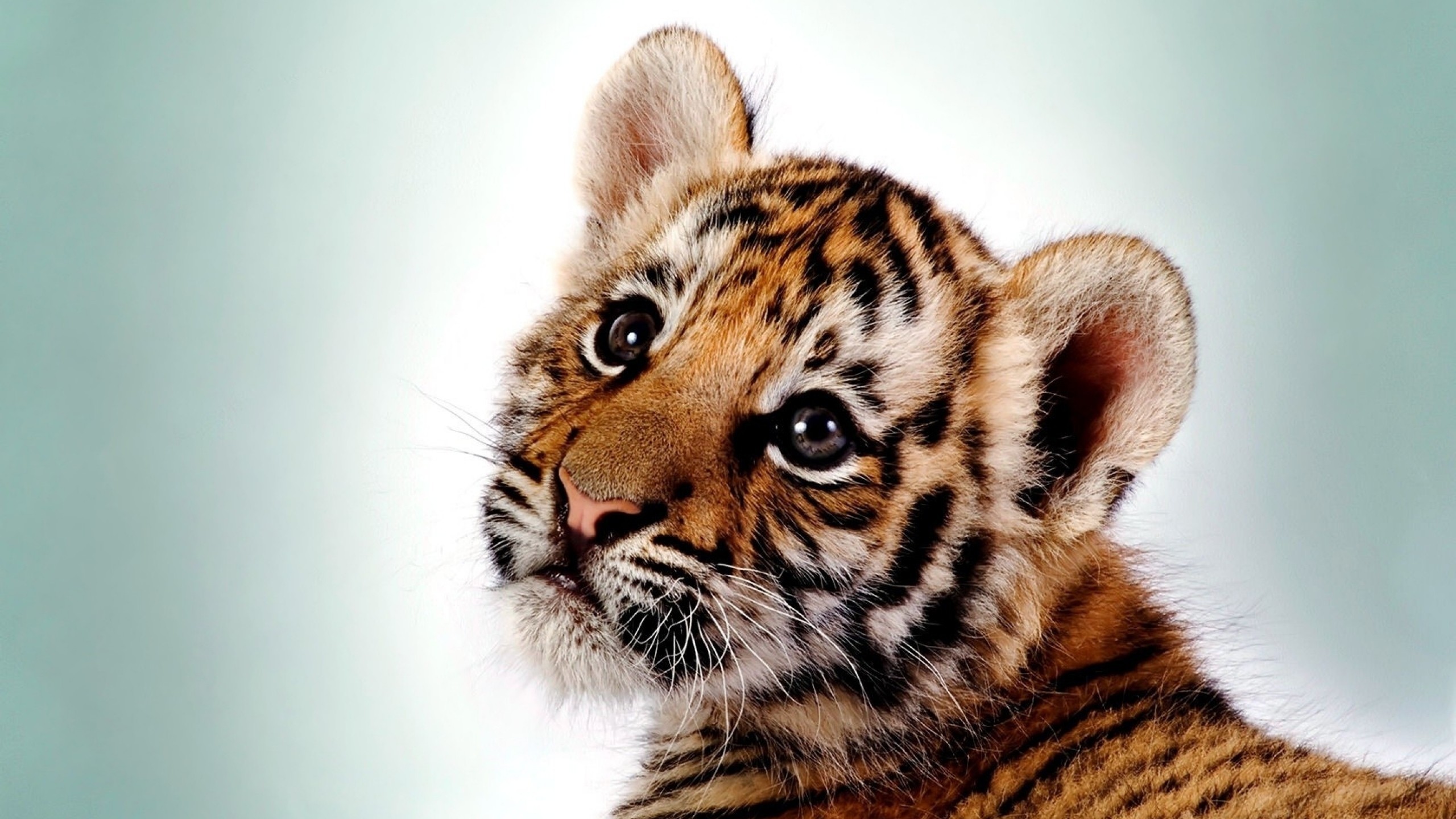 2560x1440 Preview wallpaper tiger, kitten, big cat, cub, predator 