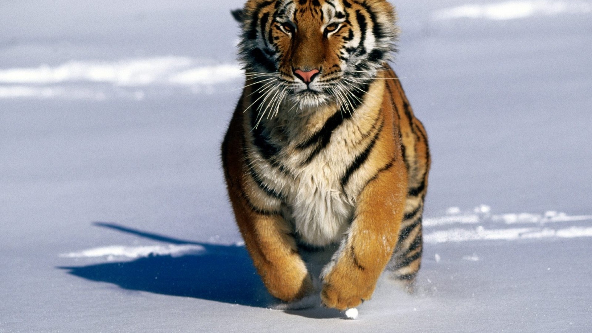 1920x1080 Running Siberian Tiger Wallpaper