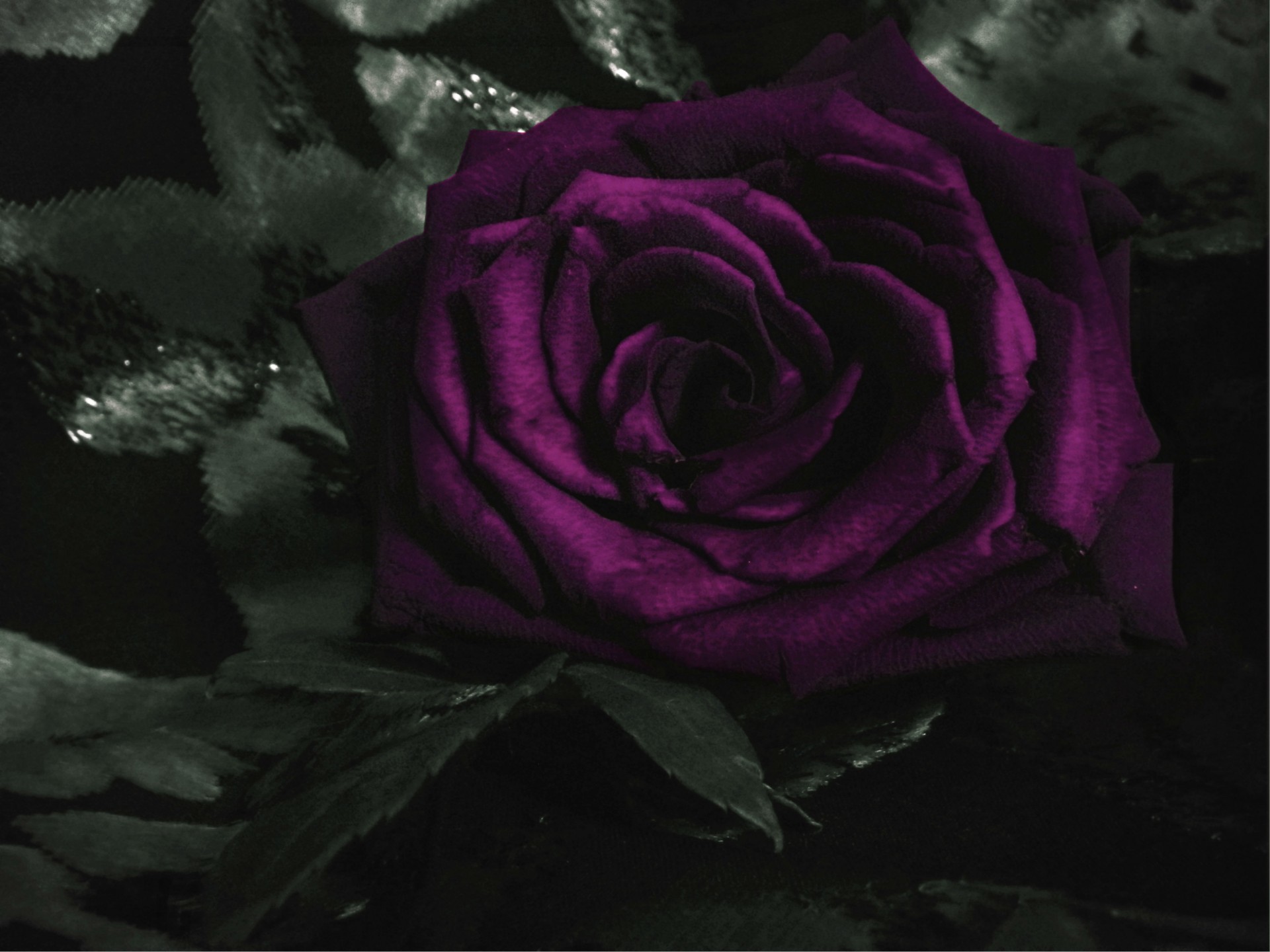 1920x1440 Dark-Violet Rose
