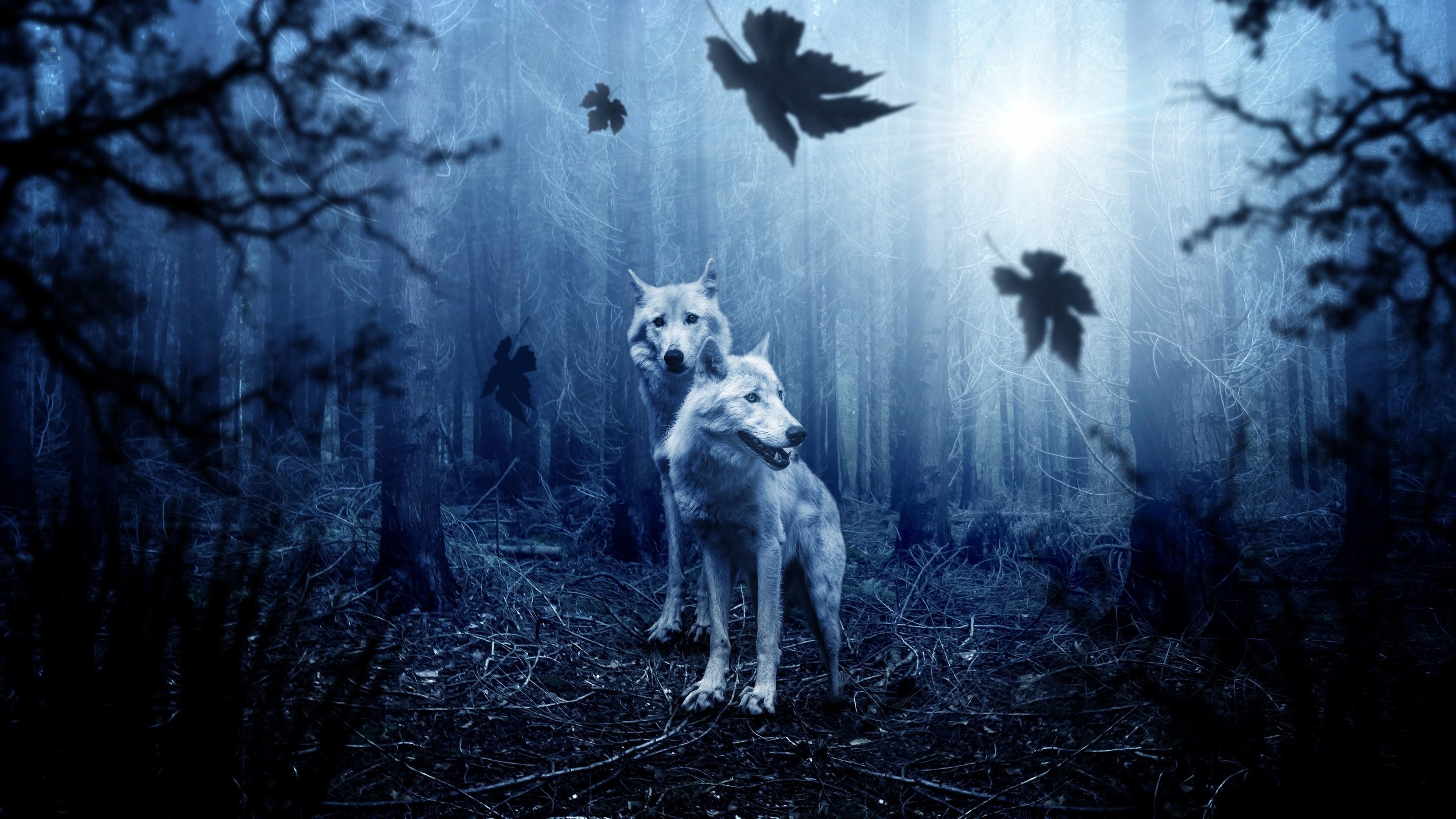 3840x2160 4K UltraHD wallpaper icon White wolves in the dark forest wallpaper
