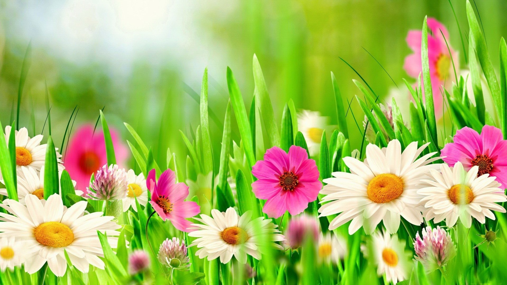 1920x1080 Meadow Flowers Daisies Grass Spring Flower Wallpaper For Windows 7 Free  Download - 1920x1200
