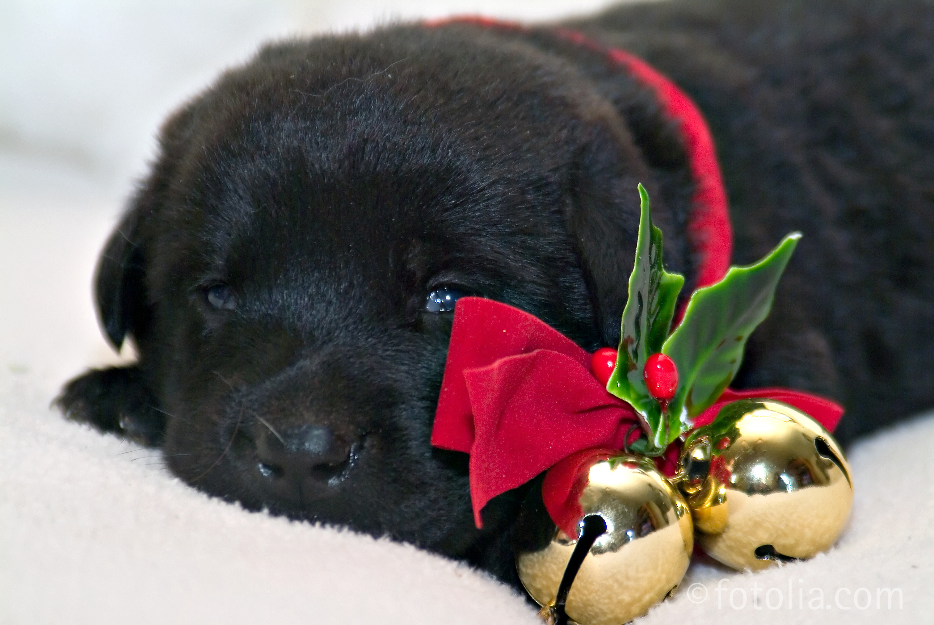 3024x2024 Christmas Puppy Wallpapers Phone