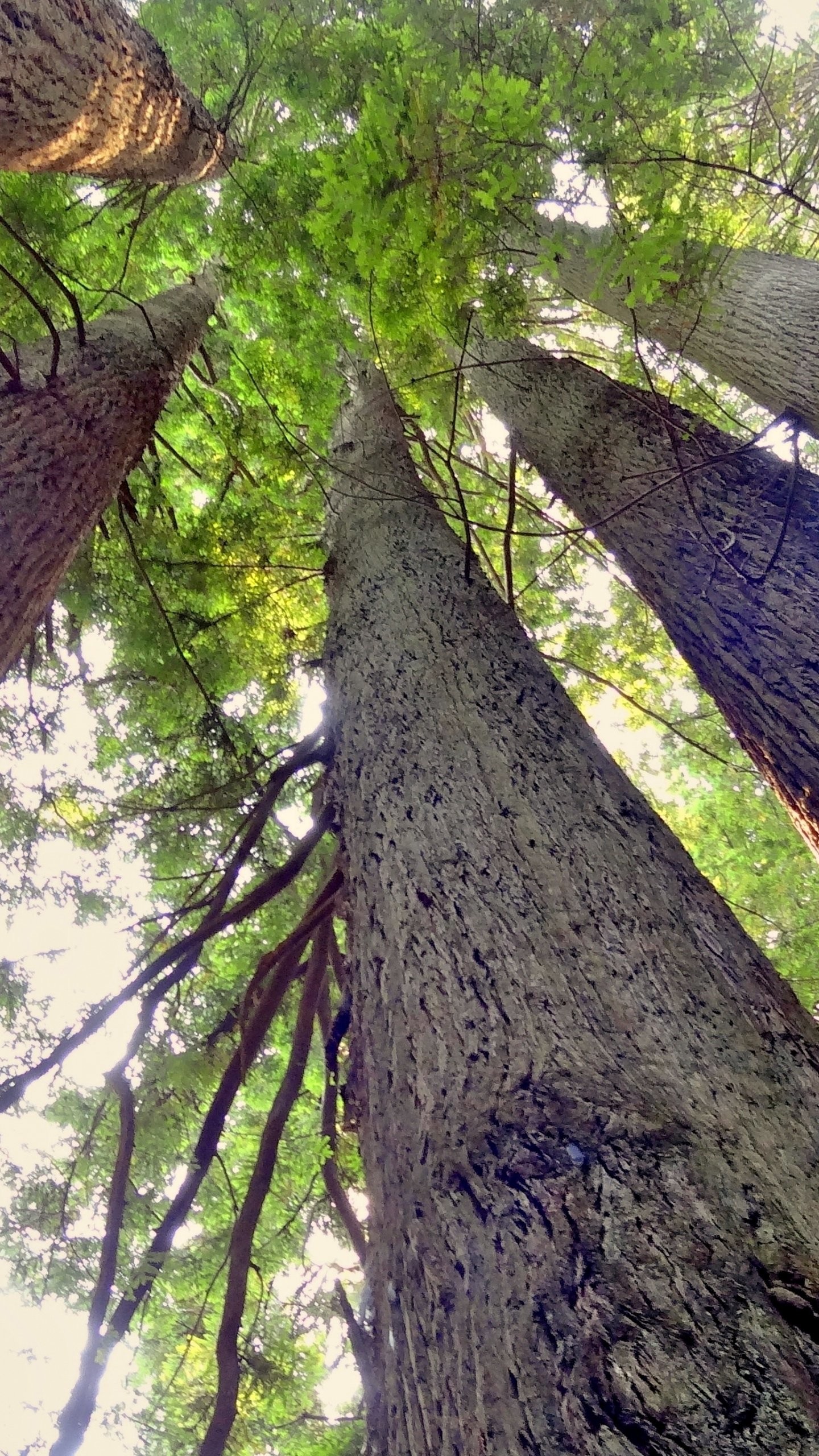 1440x2560 Redwood Trees