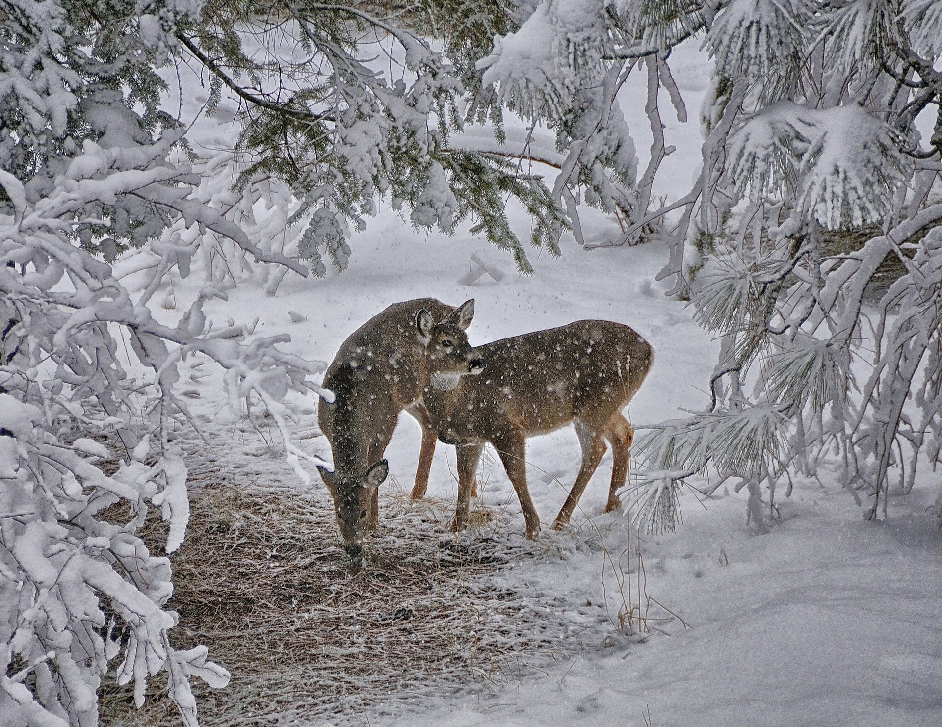 1920x1482 Photo Deer Winter Snow Branches Animals 