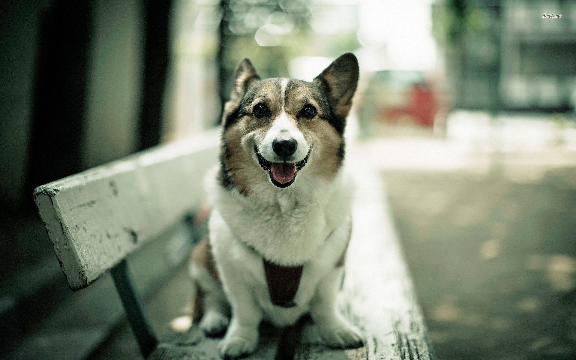 1920x1200 Corgi Wallpapers HD - Android Apps on Google Play