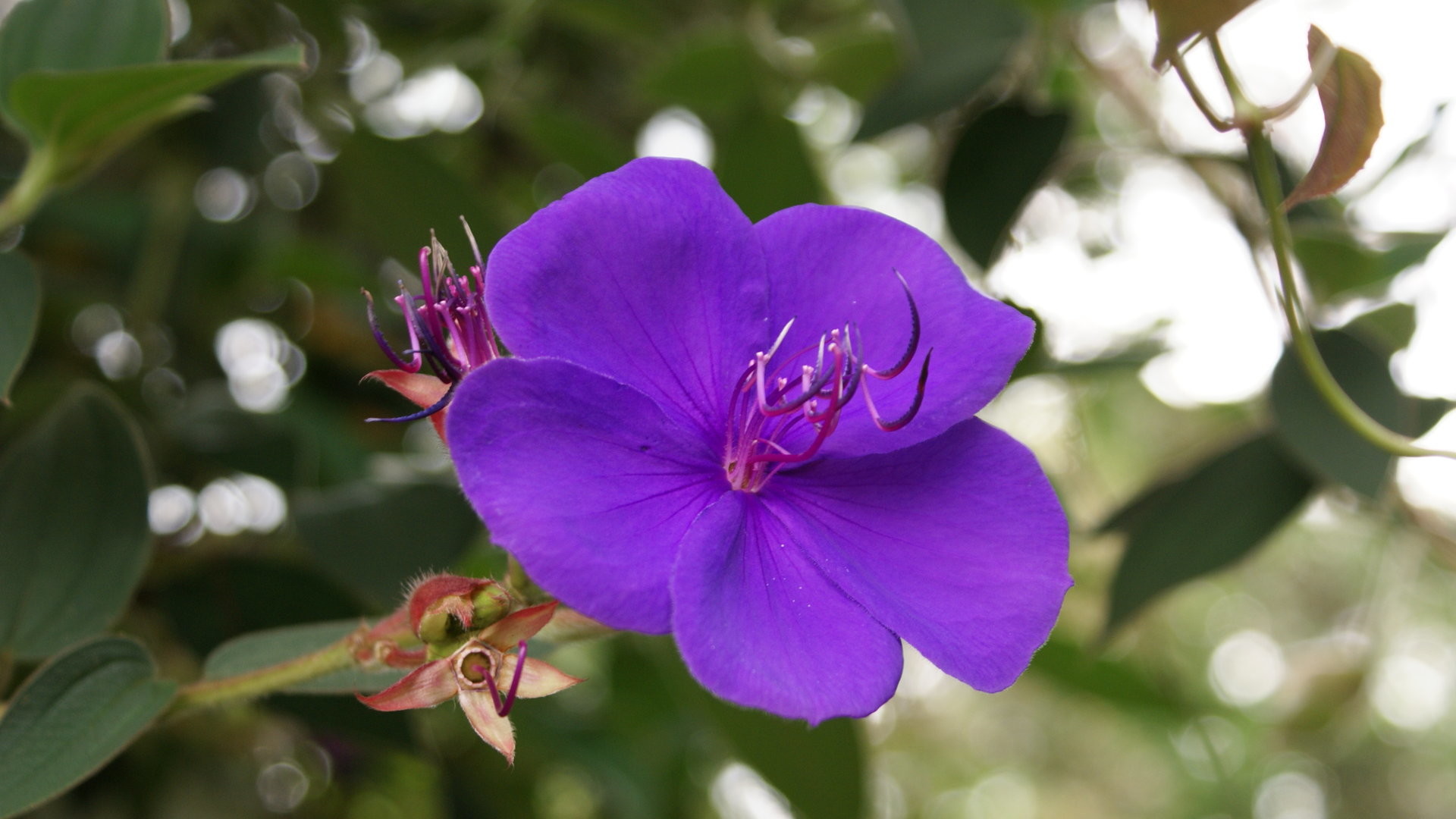 1920x1080 Blue tropical flower
