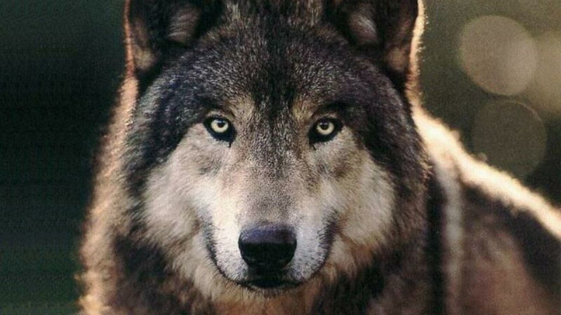 1920x1080 Wolf Wallpaper  Wolf