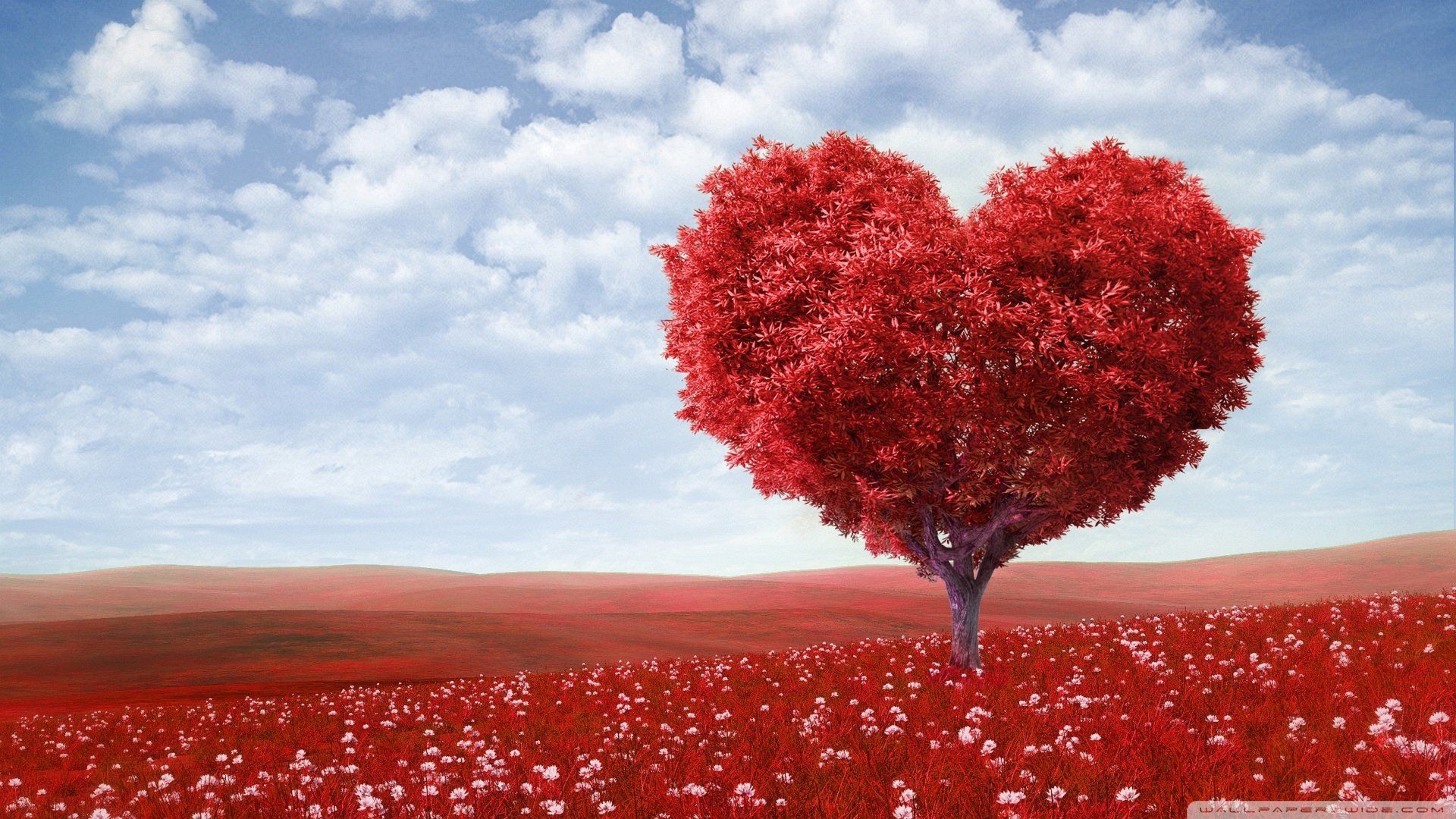 1920x1080 Beautifull of the Love Tree Hd Wallpaper [] - See more on Classy  Bro