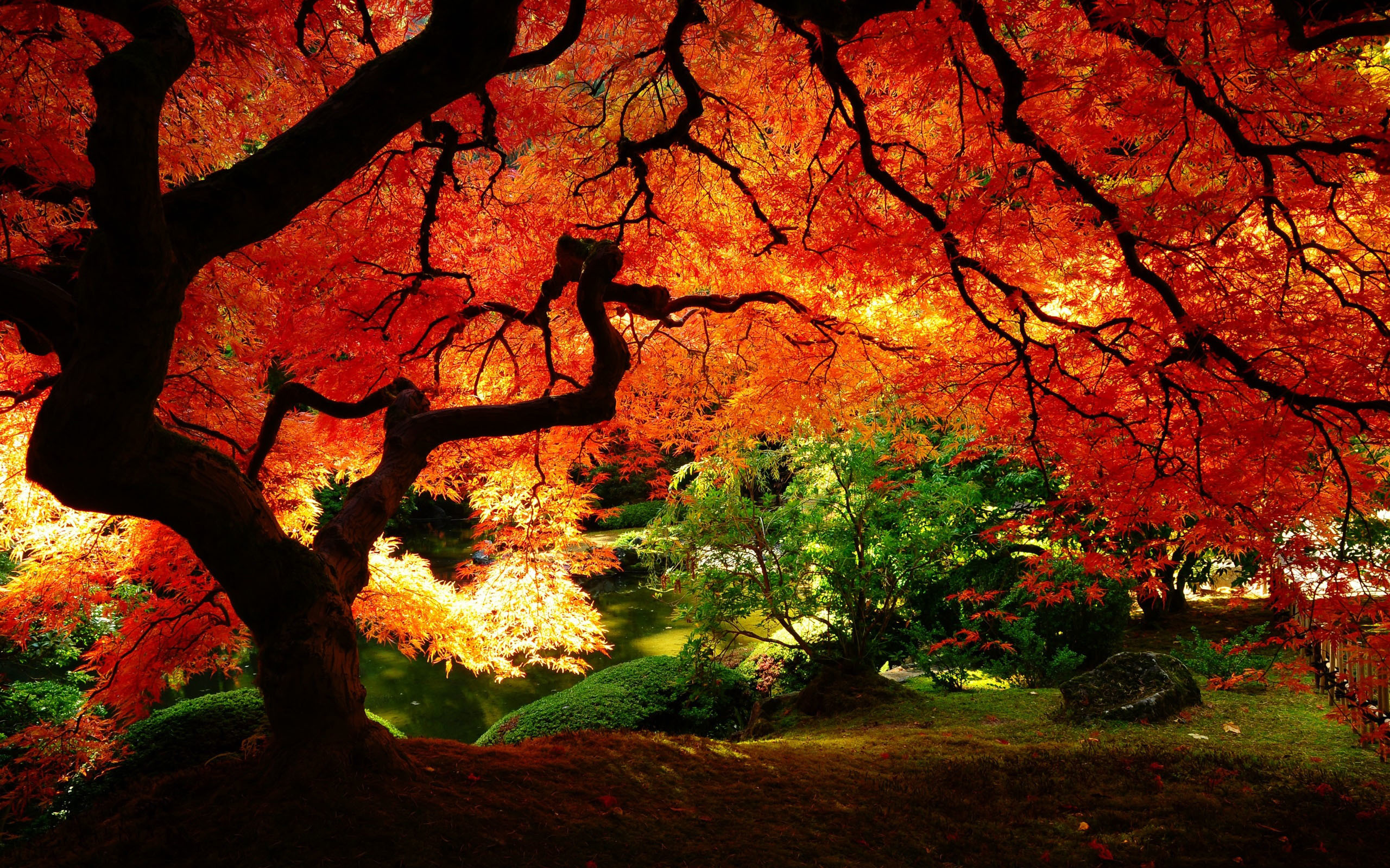 2560x1600 Tree HD Wallpaper | Background Image |  | ID:330278 - Wallpaper  Abyss