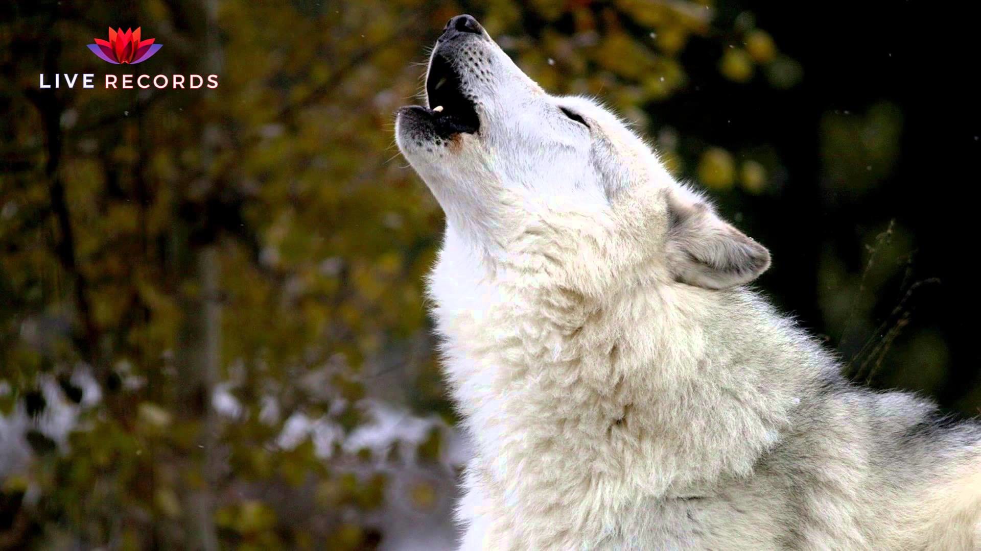 1920x1080 The Howl of Wolves and Video Gallery ...