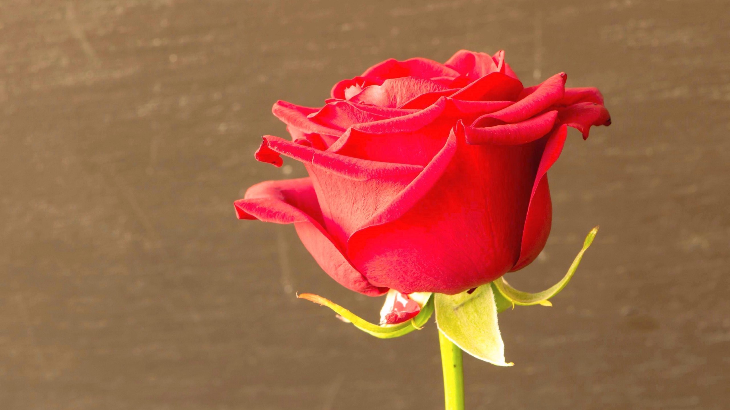 2560x1440 Top Beautiful Red Rose hd photos