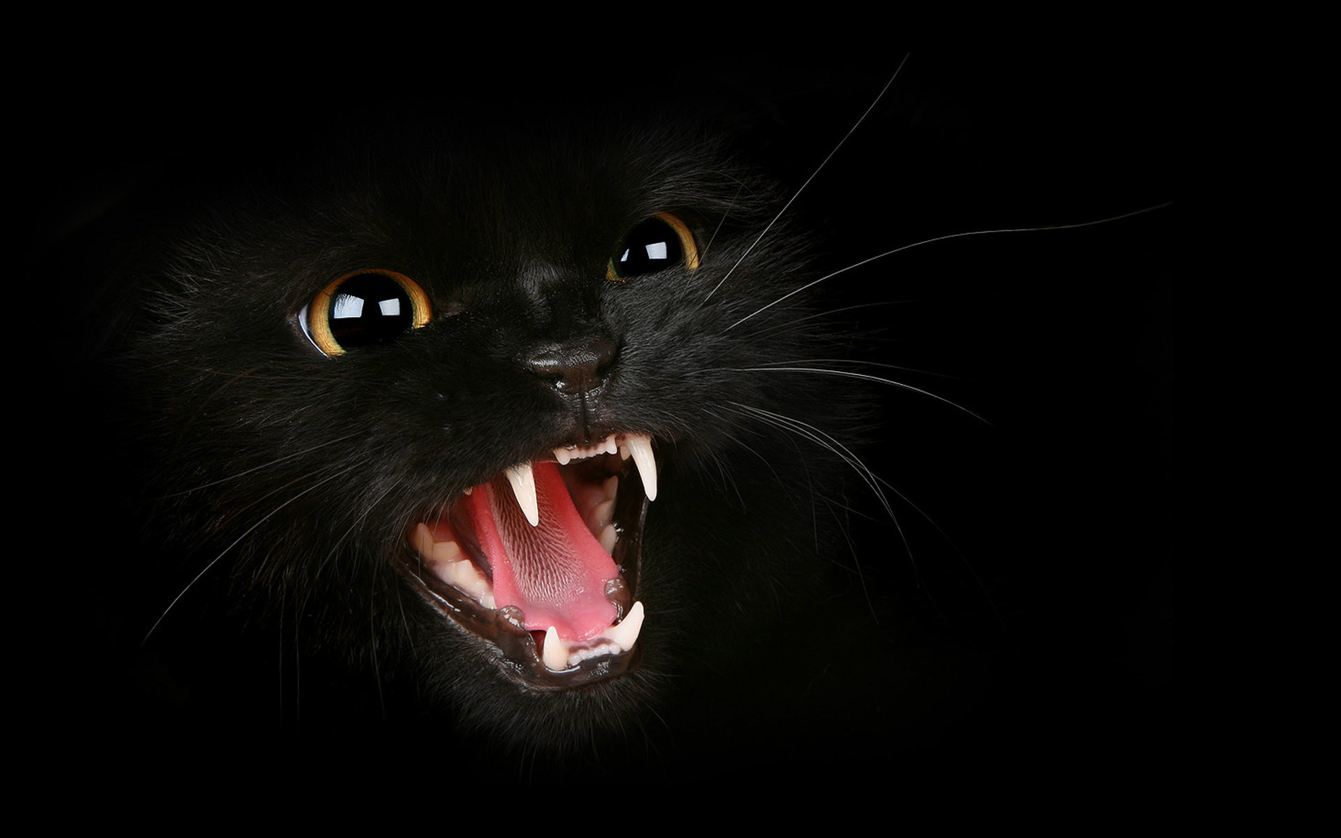 1920x1200 Horror Cat HD Desktop Background