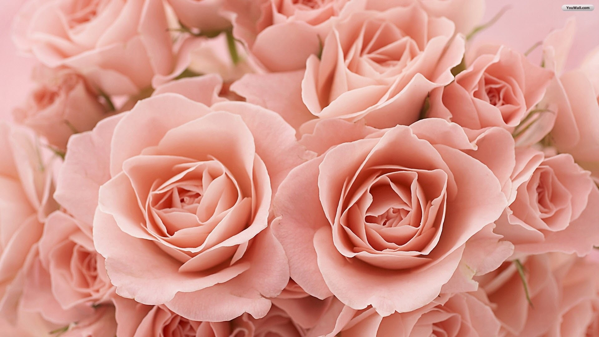 1920x1080 Collection of Roses Wallpaper on HDWallpapers