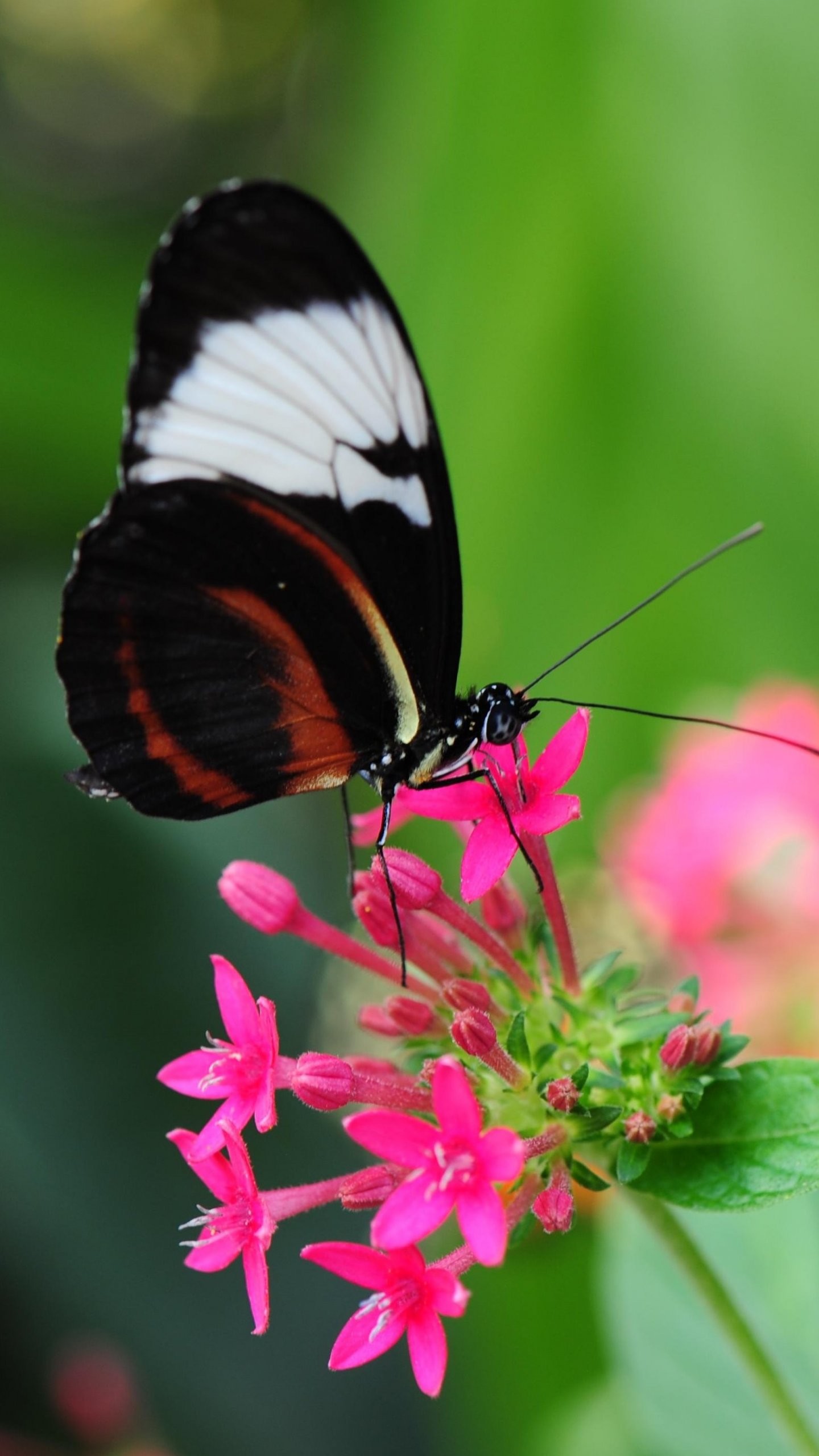 1440x2560 Pretty Butterfly on Pink Flower Wallpaper - iPhone, Android & Desktop  Backgrounds