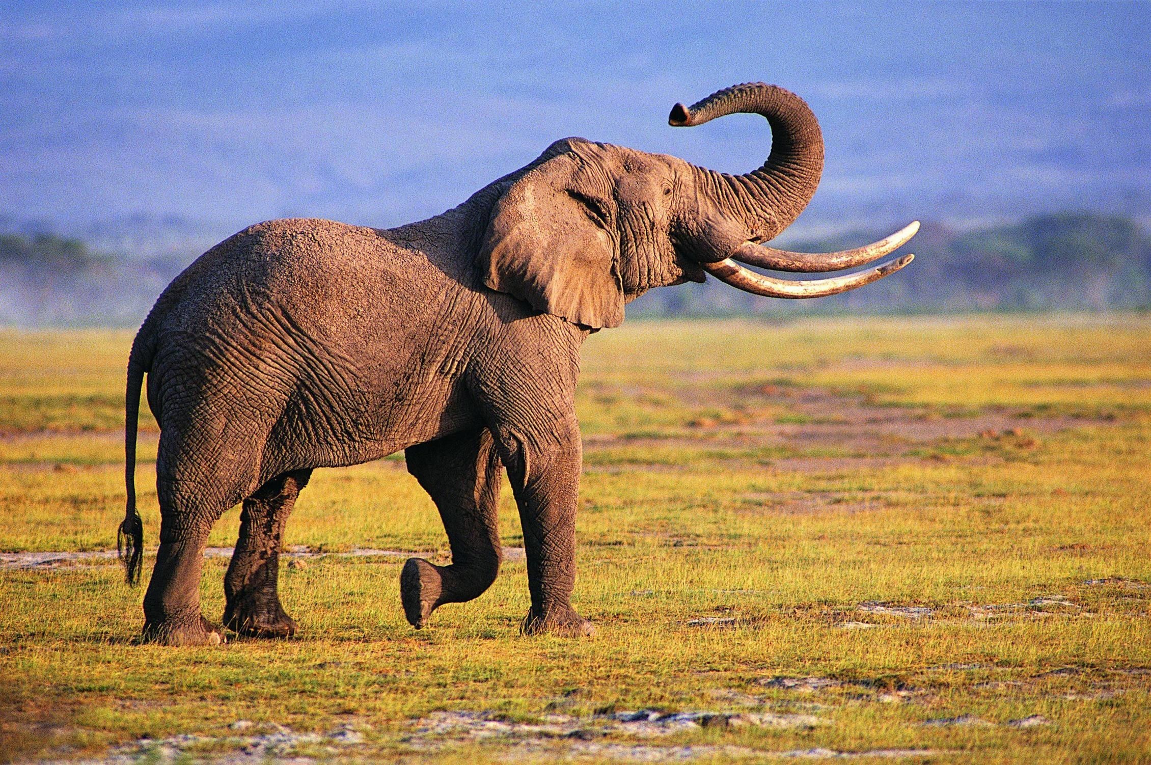 2260x1502 Elephant Desktop Wallpaper | Safari, Wild Animals