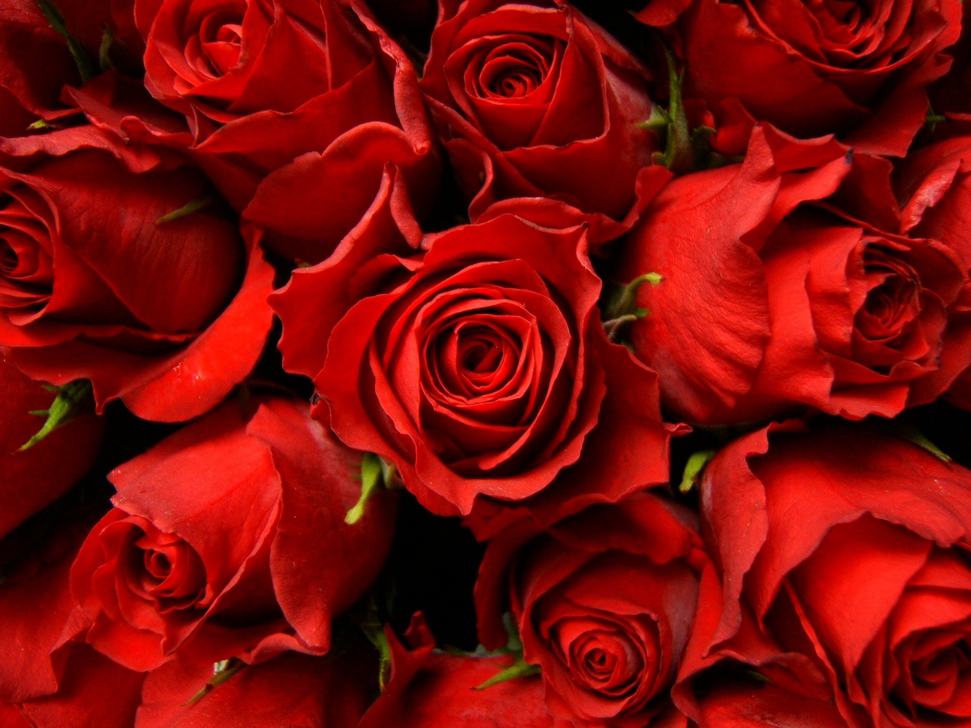 1920x1440 Dark Red Roses Tumblr