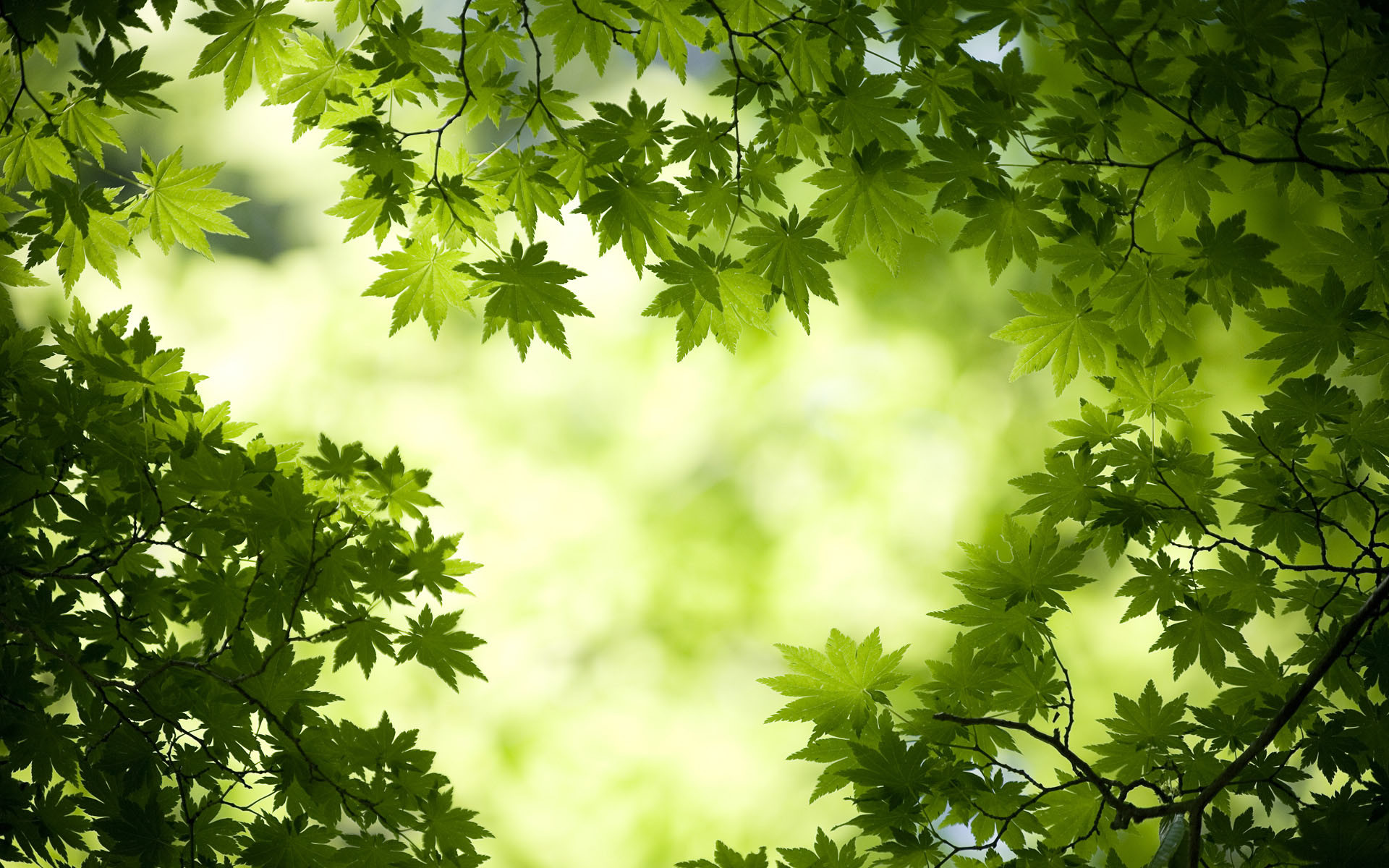 1920x1200 Green Maple Leaves (60 Wallpapers)