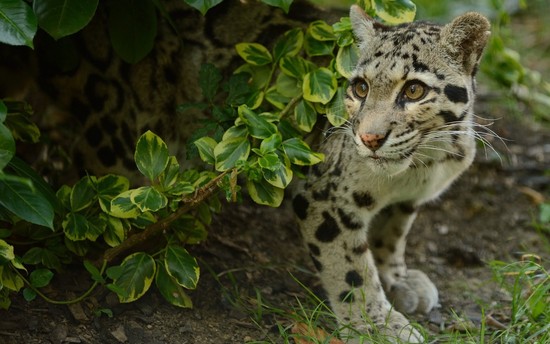 1920x1200  px Backgrounds In High Quality - clouded leopard image by Beecher  Gordon for - pocketfullofgrace