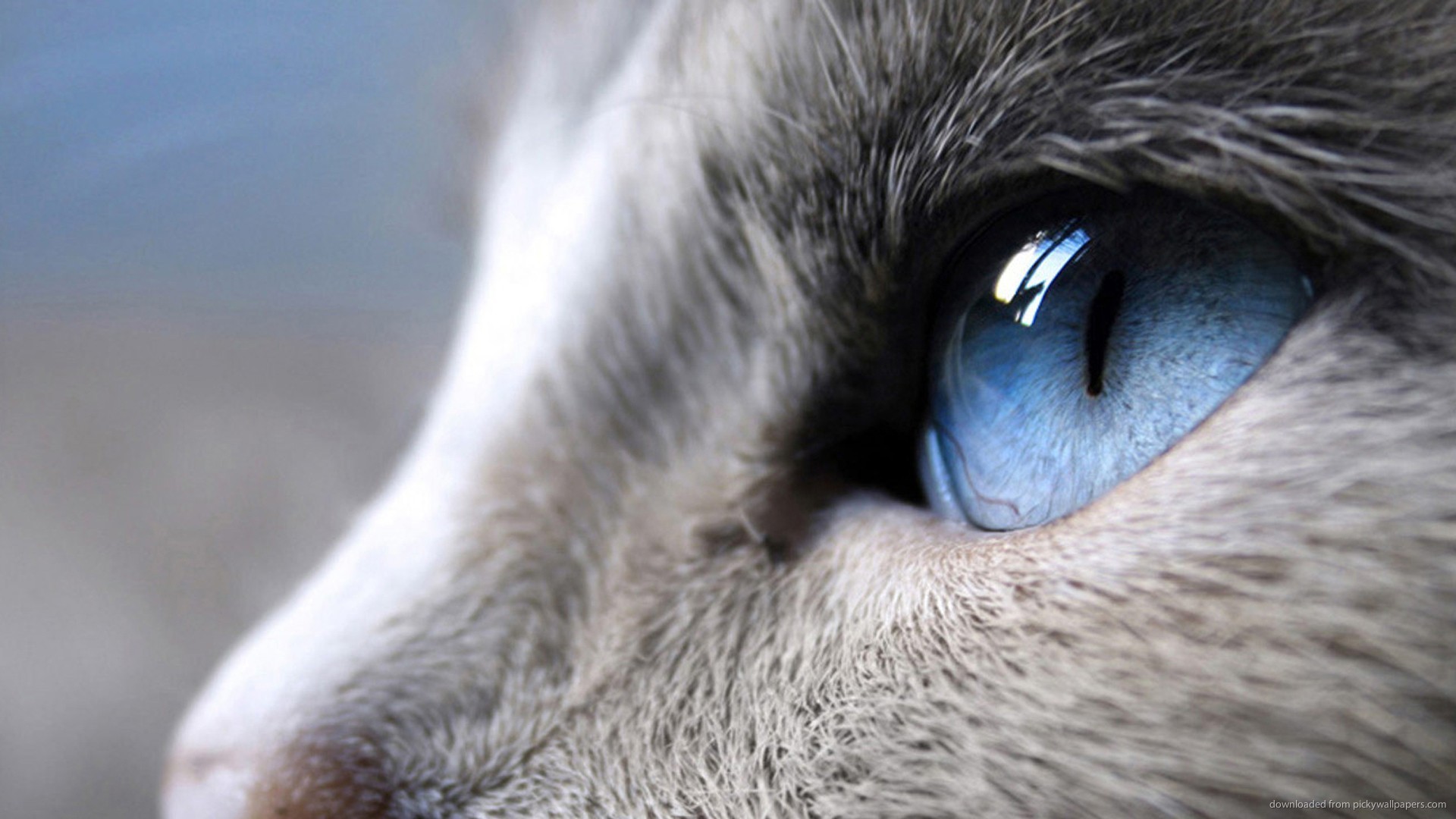 1920x1080 Profile of a cat with blue eyes picture