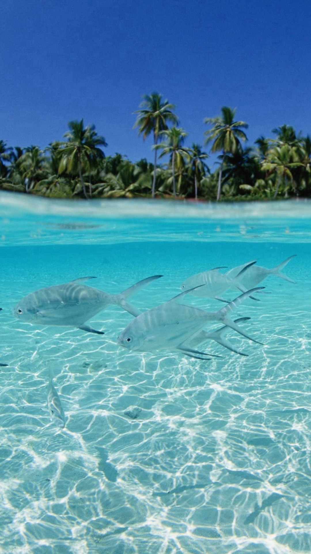 1080x1920 Tropical Pure Sea Fish Scenery #iPhone #6 #plus #wallpaper