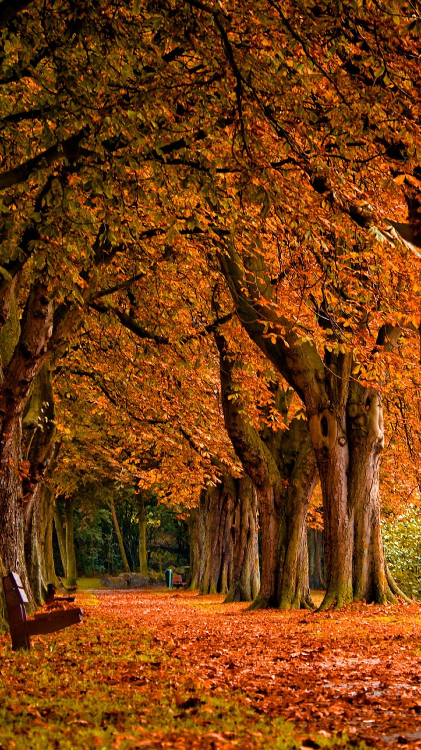 1440x2560 Autumn Wallpaper Android Apps on Google Play