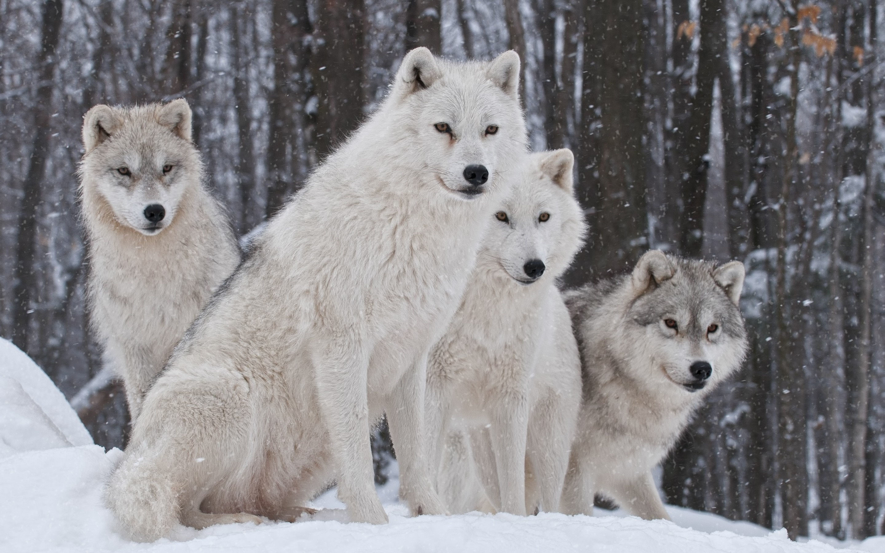 2880x1800 White Wolves HD Wallpaper and Pics