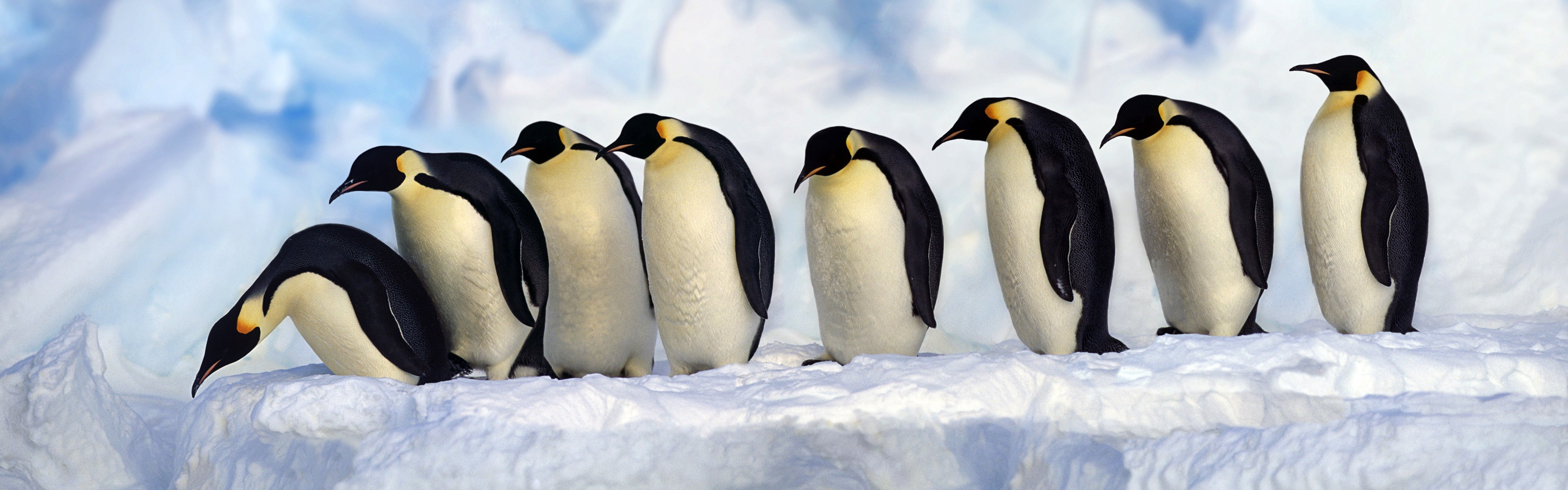 3840x1200 nature, Animals, Wildlife, Birds, Penguins Wallpapers HD / Desktop and  Mobile Backgrounds