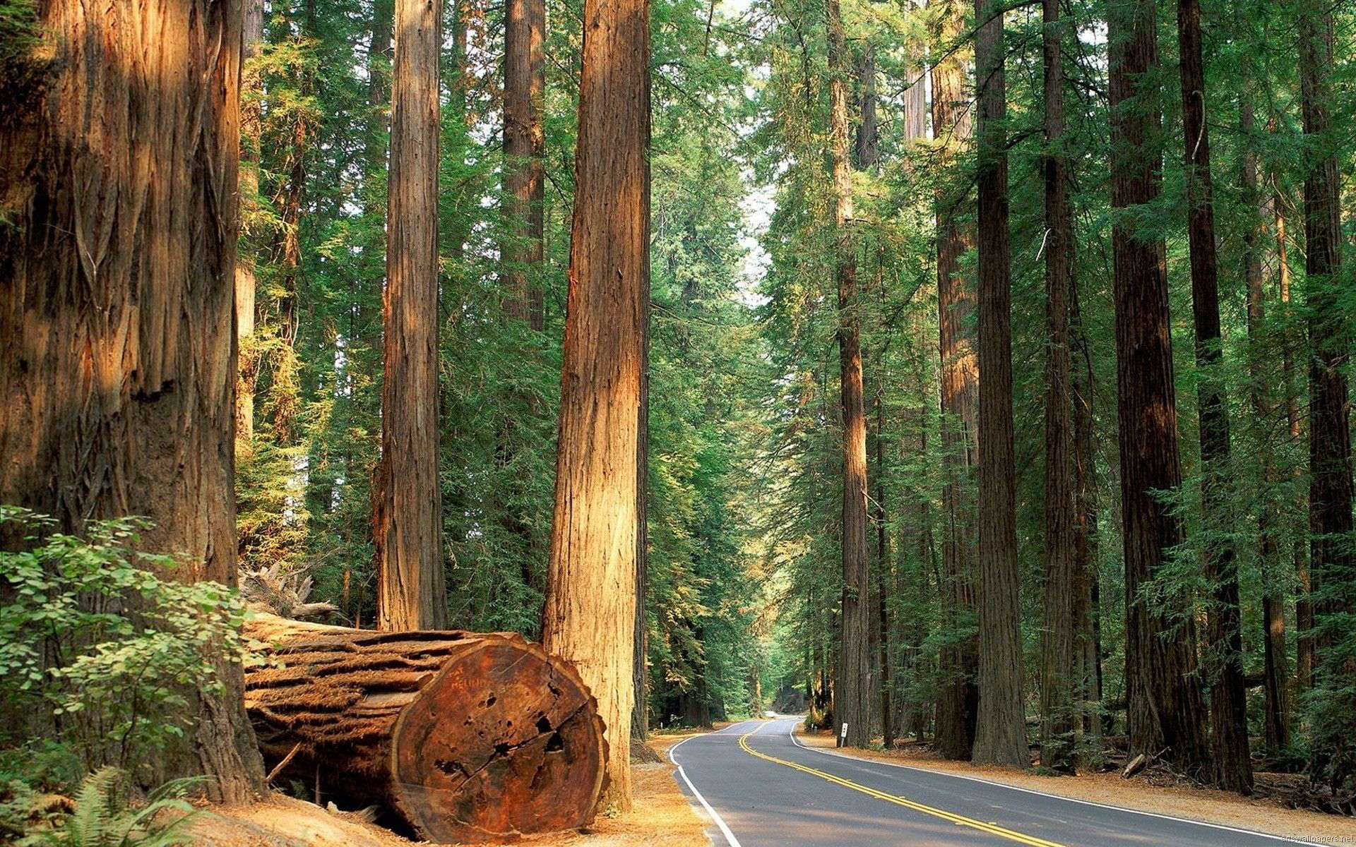 1920x1200 Sequoia National Park Wallpapers In HD Quality - HD Wallpapers Inx