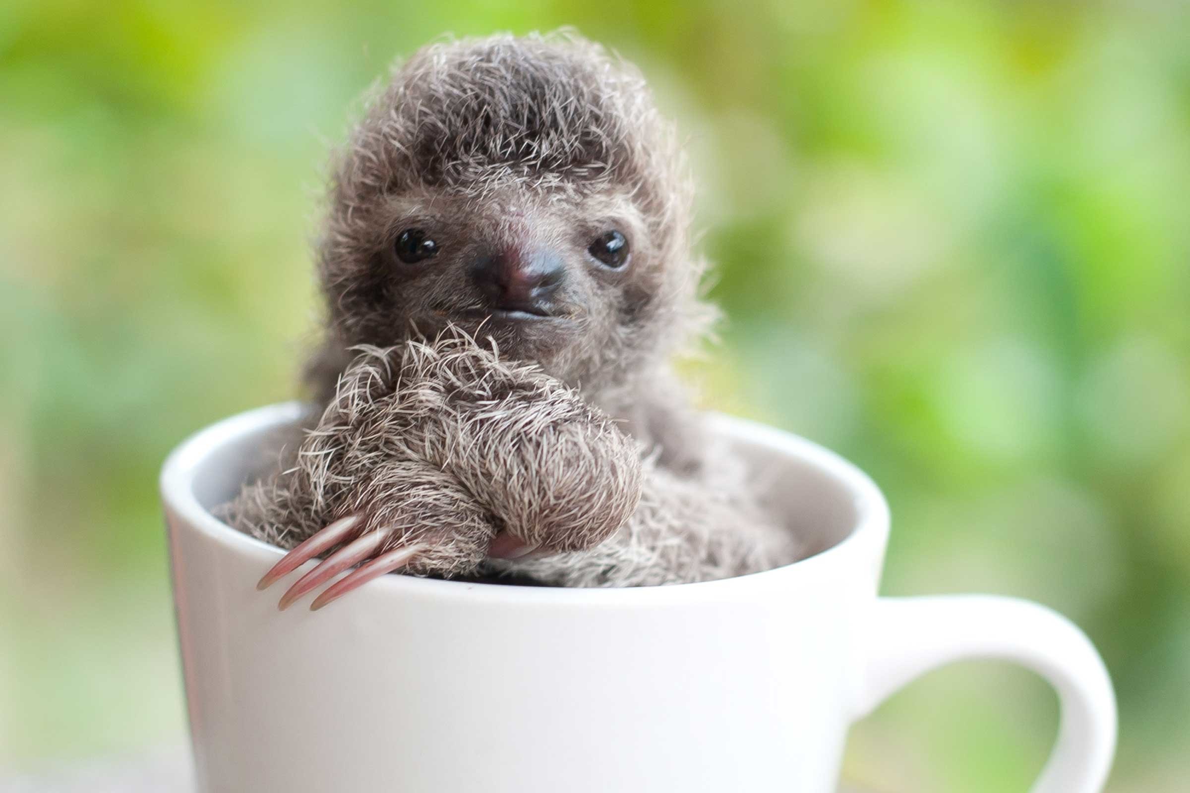 2400x1600 cute pictures of baby sloths ...