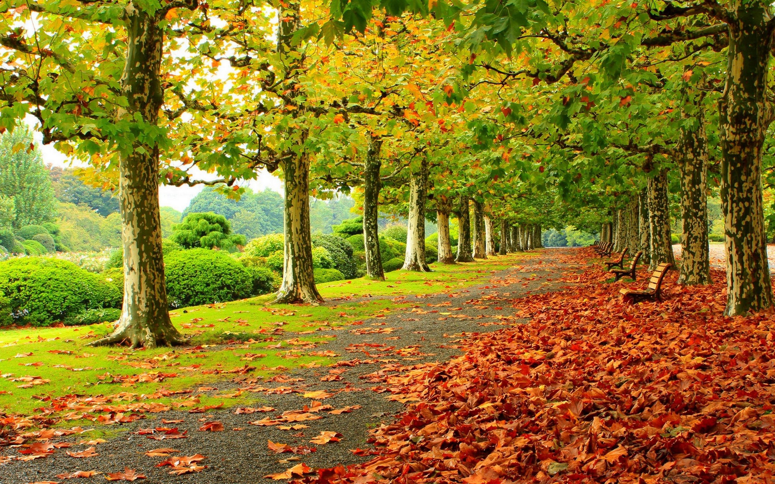 2560x1600 Autumn Fall Deciduous Trees Park Fallen Red Leaves Wooden Benches Road  Wallpaper Hd 2560Ã1600