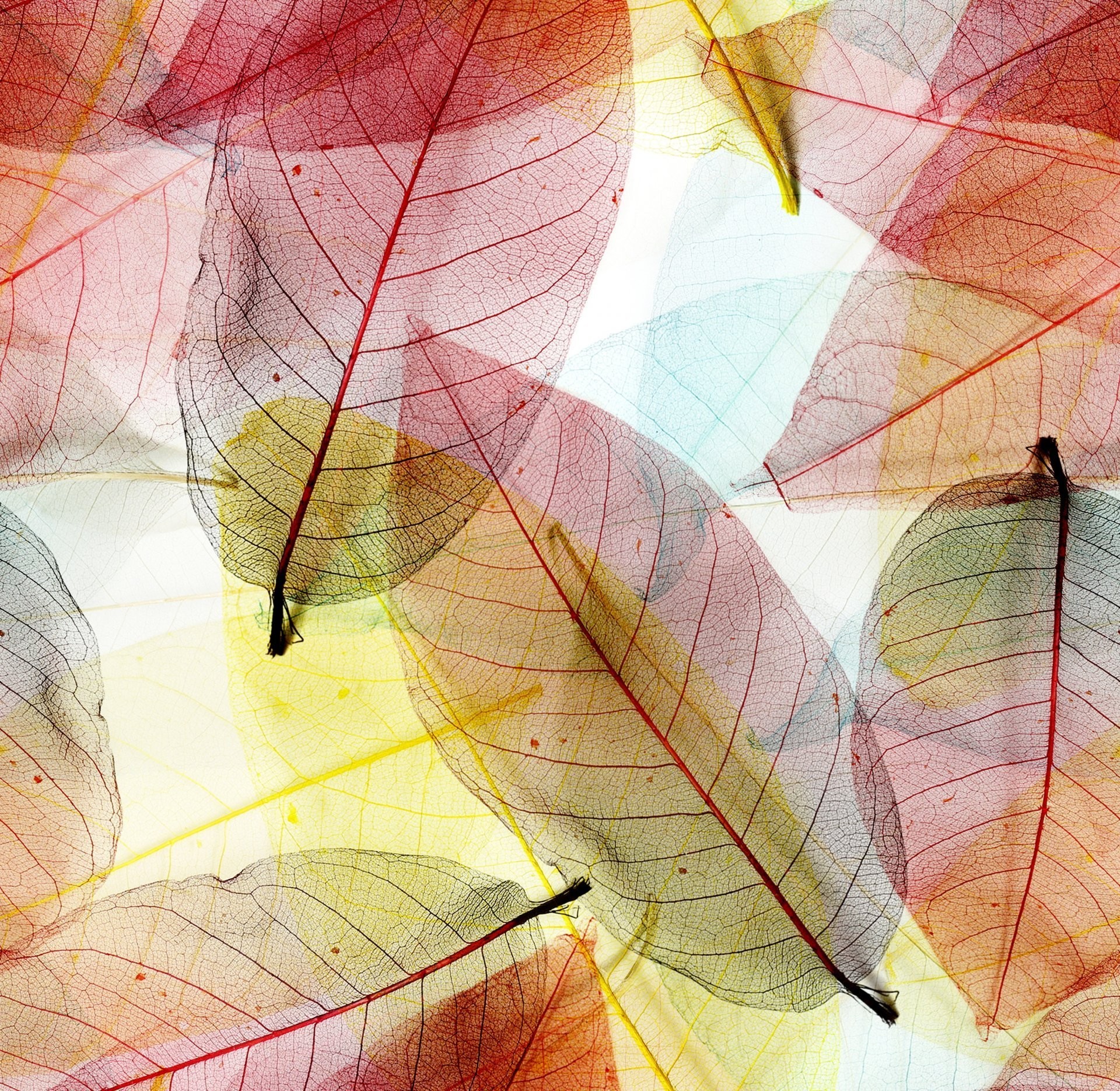 1920x1870 leaves macro abstract autumn transparent leaves