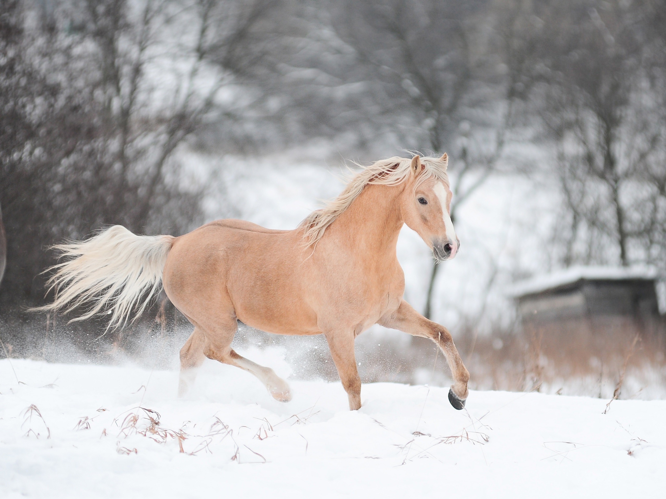 2560x1920 Horse running in winter wallpaper thumb