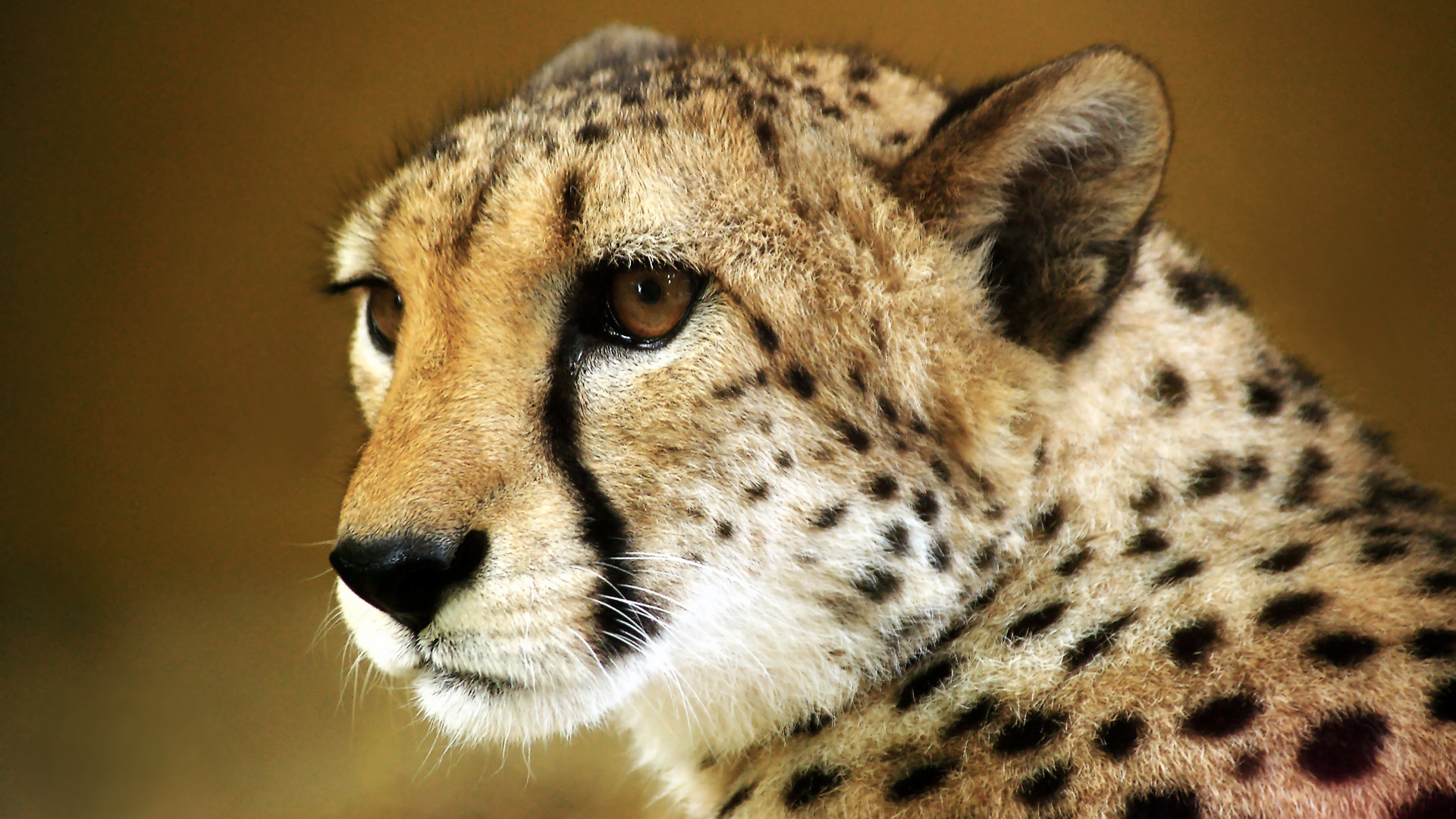 1920x1080 Baby Cheetah Face