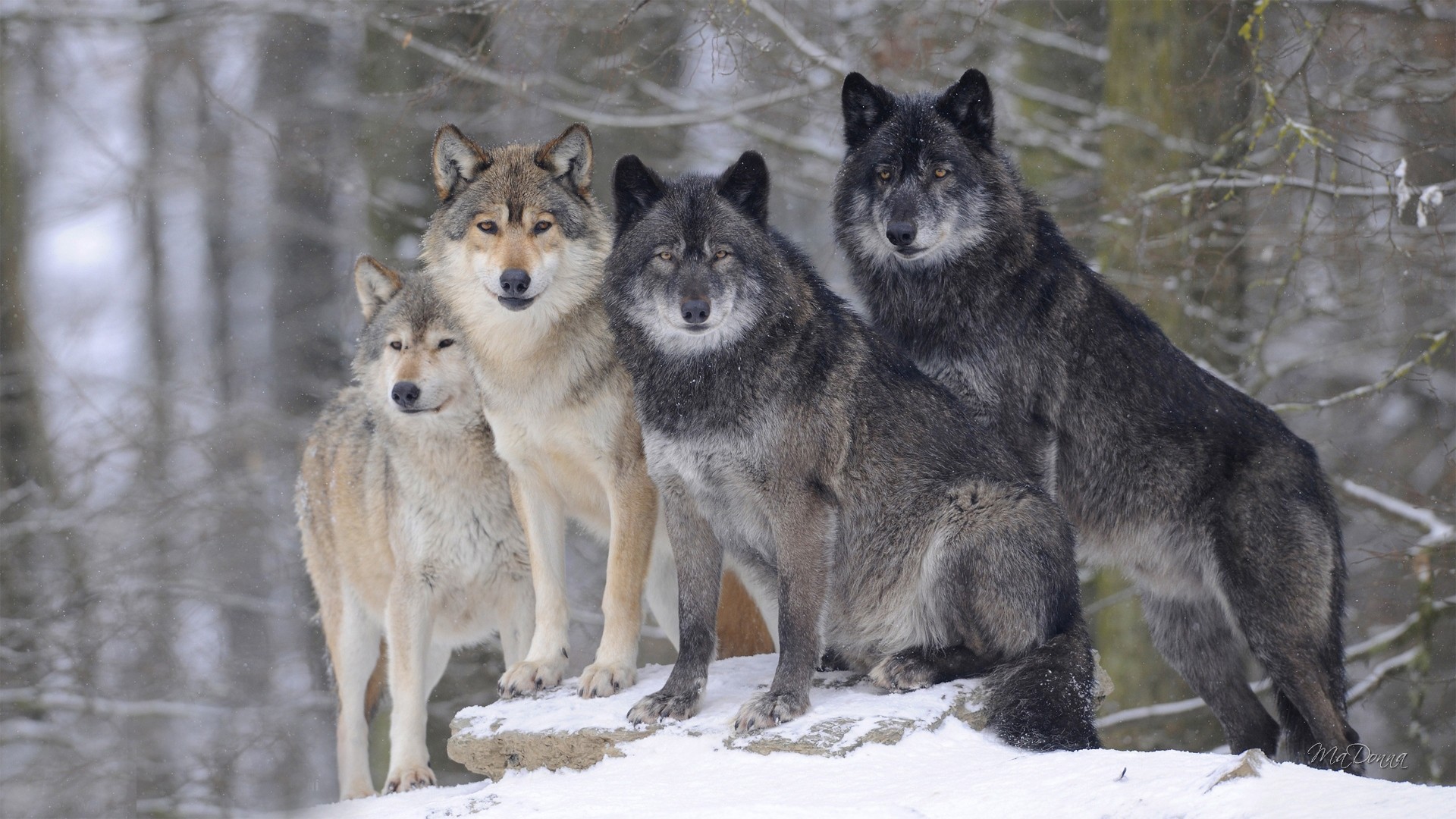 1920x1080 Image - Winter-wolf-forest-wallpaper-high-quality-resolution.jpg | Animal  Jam Clans Wiki | FANDOM powered by Wikia