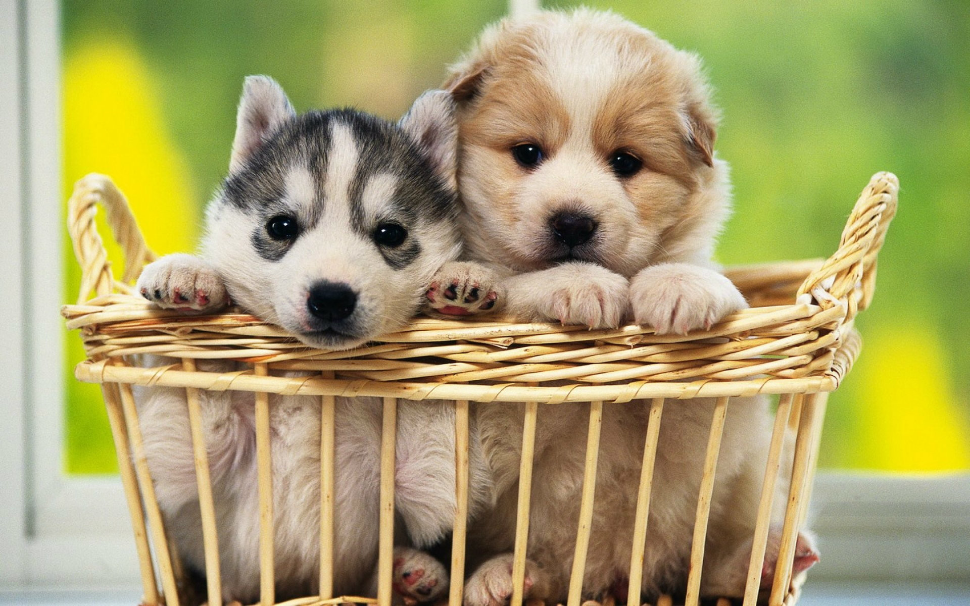 1920x1200 Images of Cute Dog Wallpapers