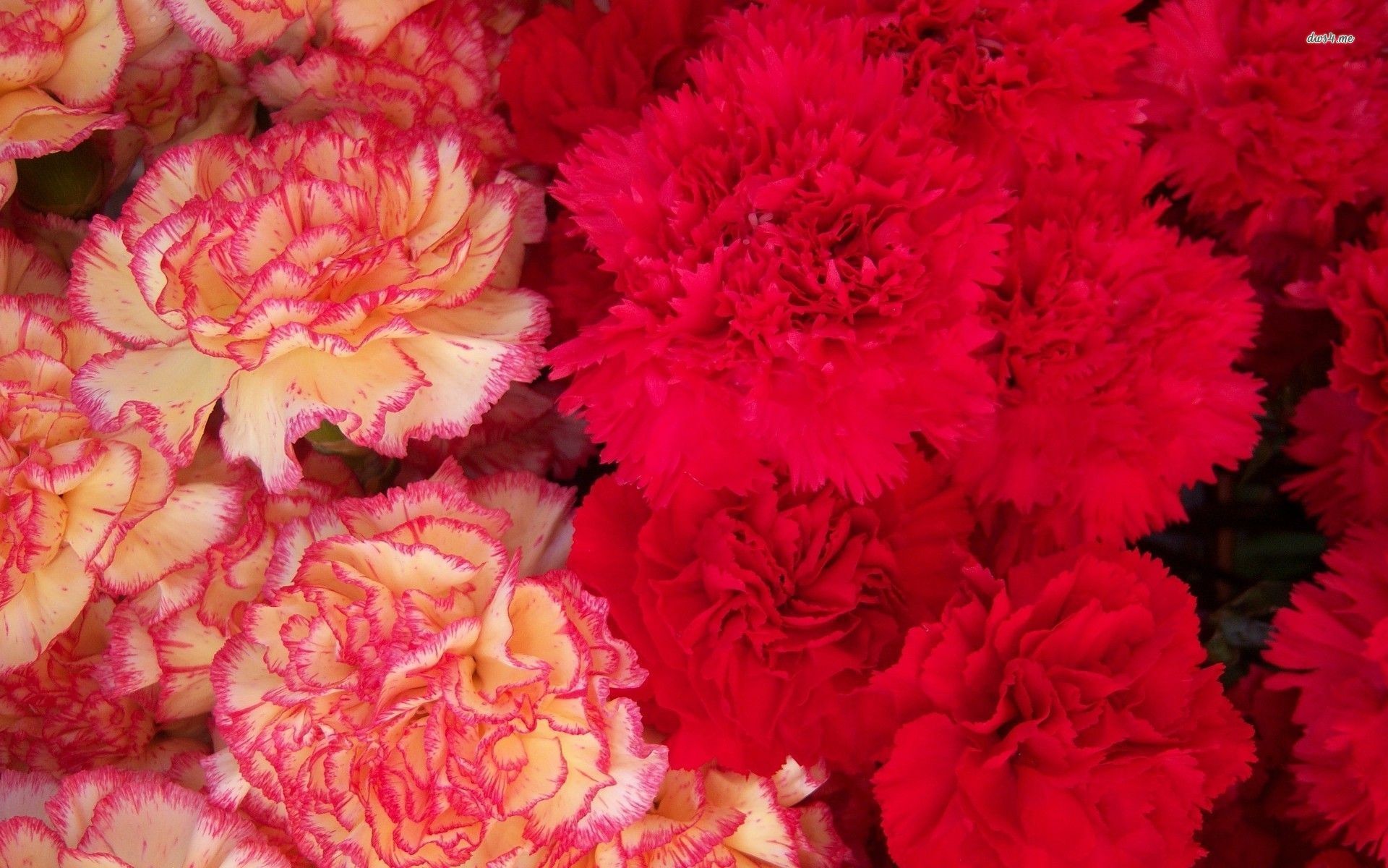 1920x1200 ... Red and pink carnations wallpaper  ...