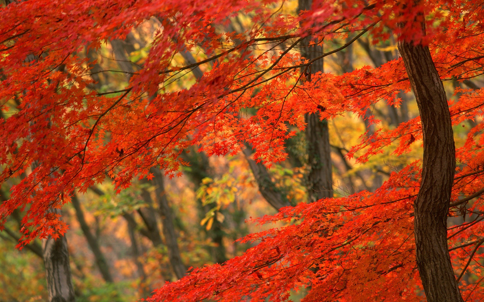 1920x1200 Free Fall Autumn Leaves Wallpaper For Desktop