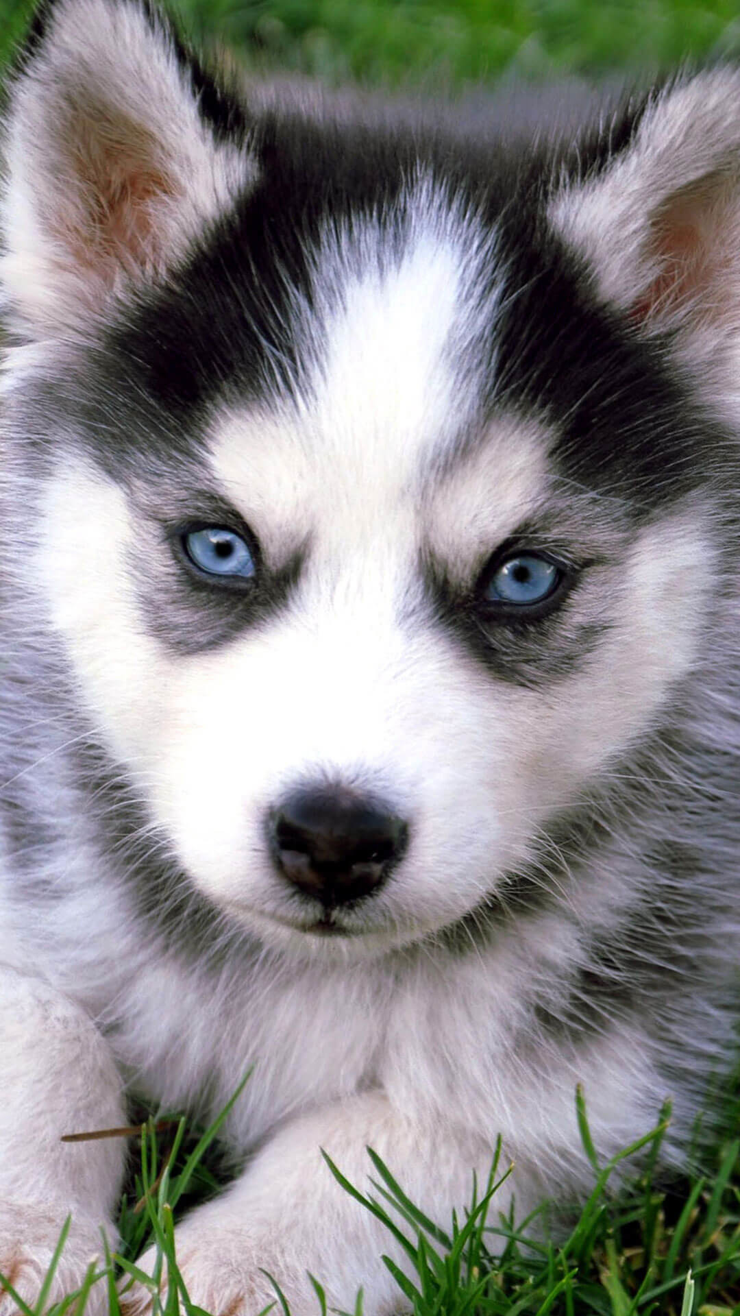 1080x1920 Cute Husky Puppies With Blue Eyes iPhone Wallpaper HD