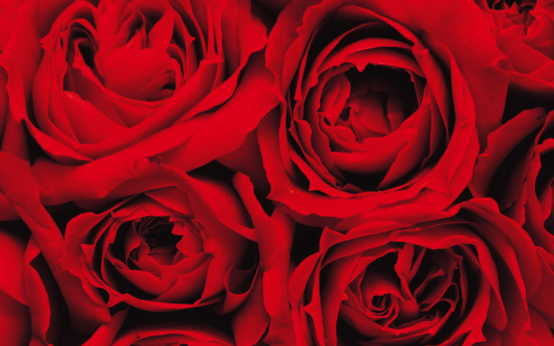 1920x1200 Latest Red Pink Roses Flowers HD Wallpapers and Backgrounds